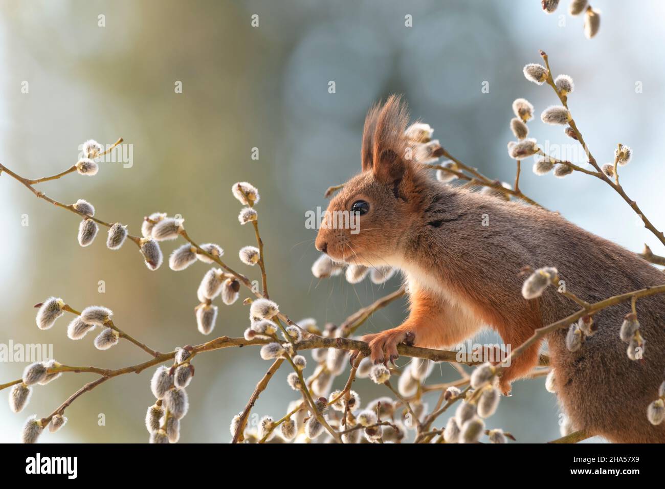 scoiattolo rosso sta tenendo sopra ai rami del salice del fiore Foto Stock
