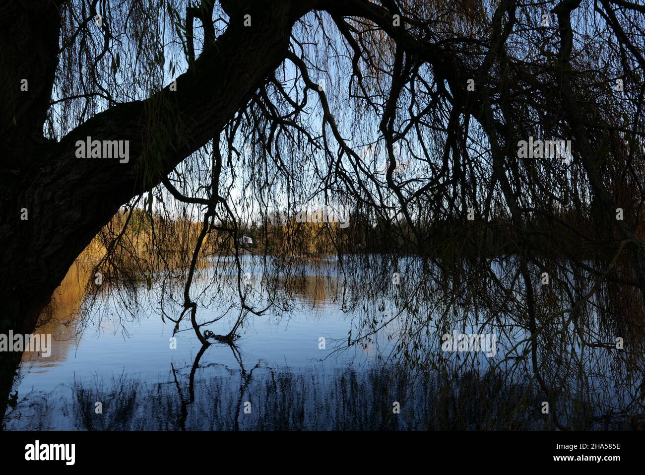 Un lago attraente, con i fiumi Colne e frane che corrono lungo. Ideale per passeggiate, pesca e picnic. Il nome Little Britain apparve per la prima volta in stampa su una mappa nel 1819. È possibile che il nome derivi dalla forma vagamente britannica dell’isola formata dal fiume Colne, dal fiume Frays e dalla strada verso sud. Little Britain Lake è stato creato dopo l'estrazione della ghiaia nei primi mesi del 1930s. Foto Stock