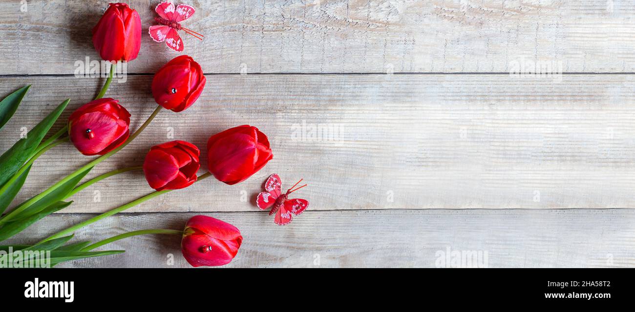 Tulipani in un campo di tulipani. Tulipani luminosi. Tulipani colorati fiore in giardino. Tre bellissimi tulipani sullo sfondo. Banner. Spazio di copia Foto Stock
