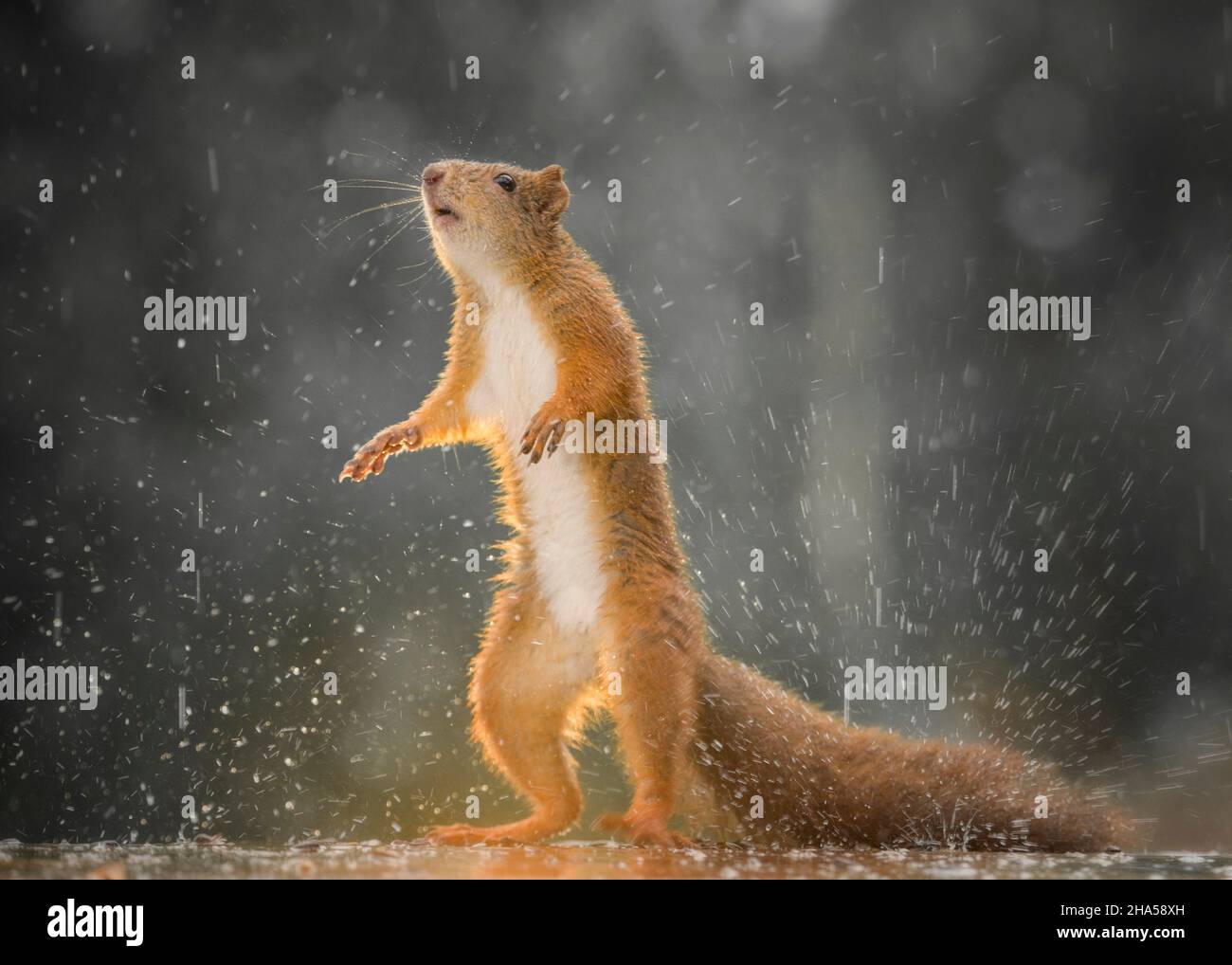 Wet scoiattolo rosso in piedi sotto la pioggia Foto Stock