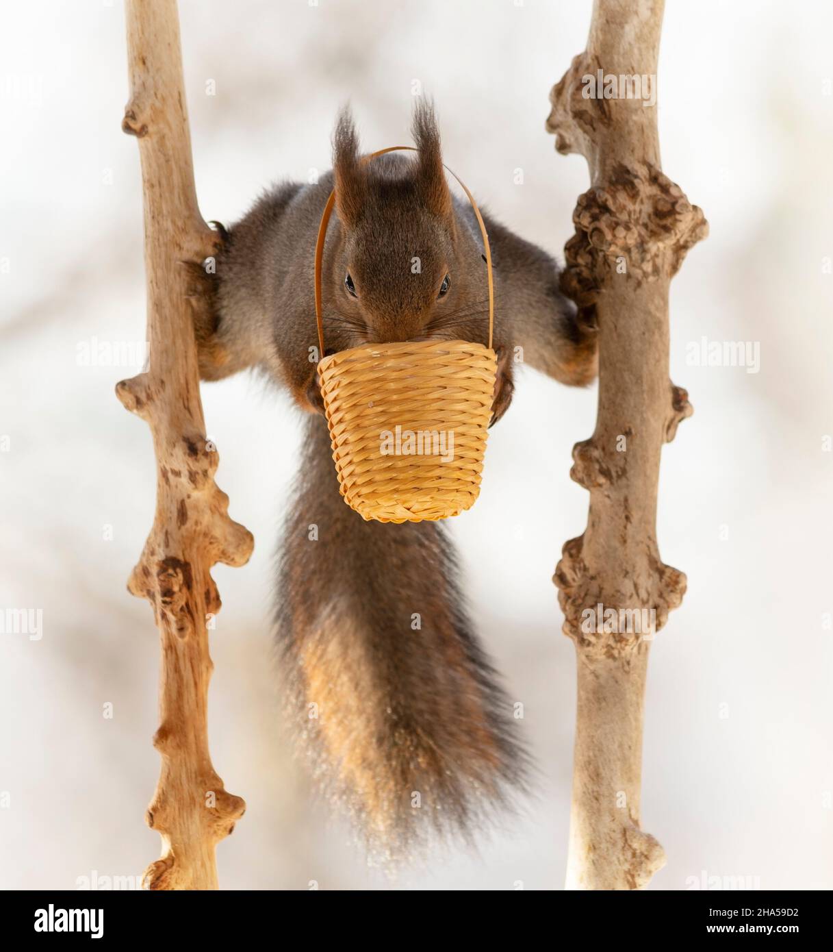 lo scoiattolo rosso sta mangiando fuori da un cestino fra i bastoni Foto Stock