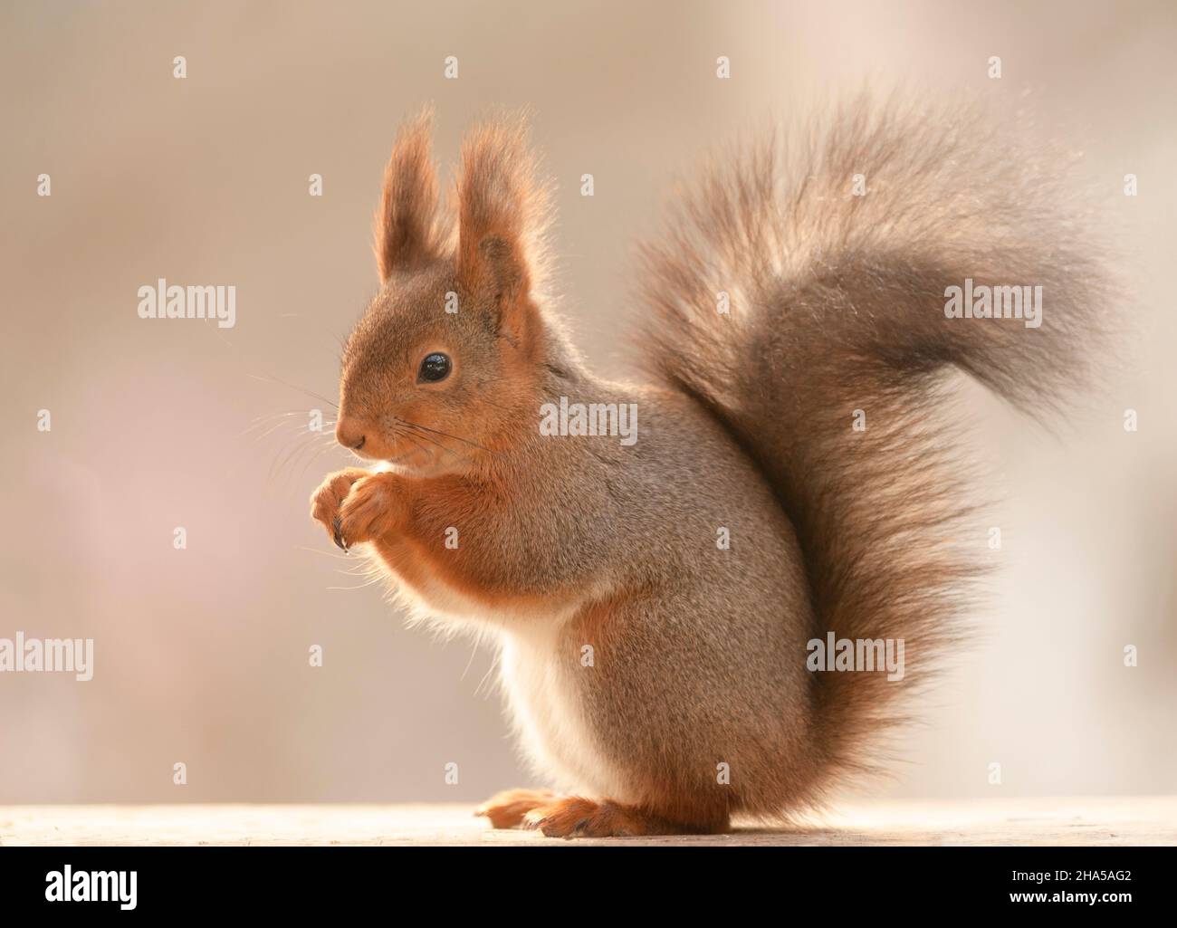 profilo di uno scoiattolo rosso che guarda a sinistra Foto Stock