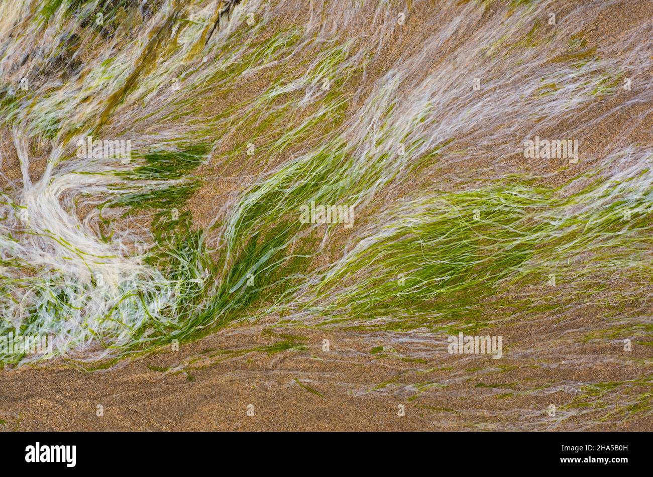 europa,irlanda del nord,contea antrim,causeway coast,intertidal zone,seagrass su spiaggia sabbiosa,flusso forma Foto Stock