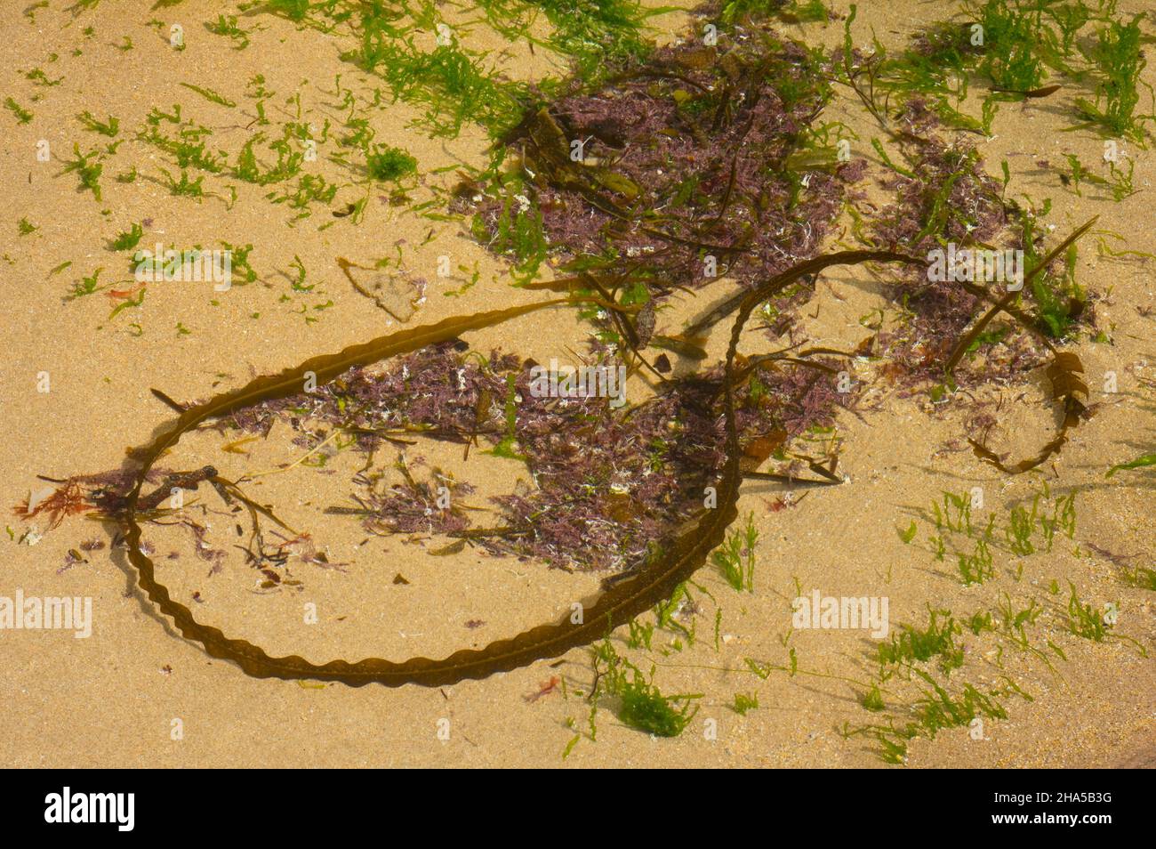 europa,irlanda del nord,contea antrim,causeway coast,intertidal zone,marea pools with seaweed on the sandy beach Foto Stock