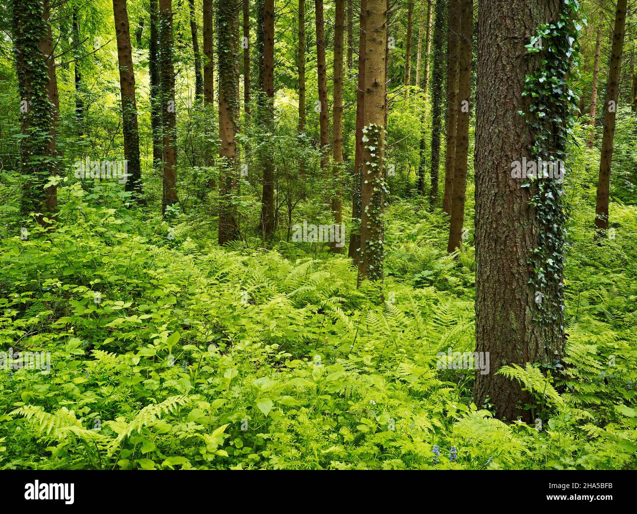 europa, irlanda del nord, contea antrim, causeway coast, edera e felci nei boschi del parco forestale glenareff Foto Stock