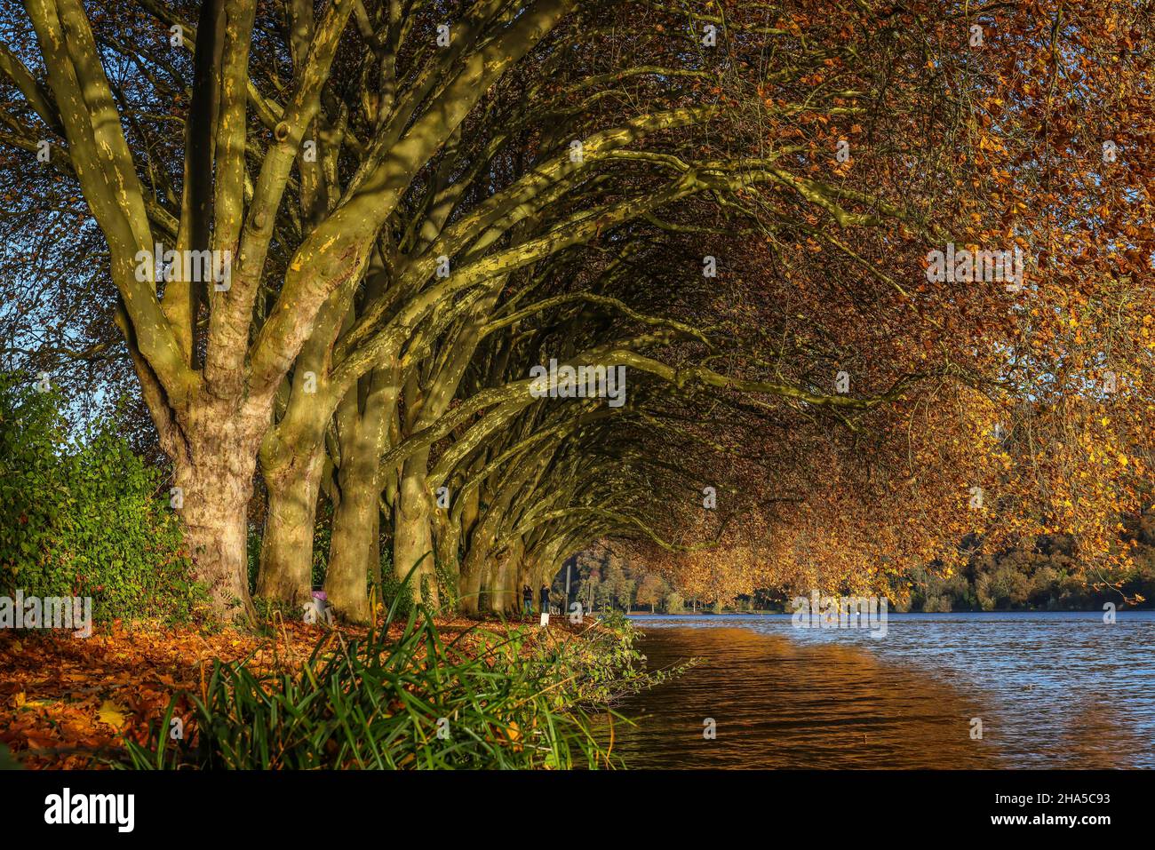 essen,nord reno-westfalia,germania - autunno dorato al lago baldeney. Foto Stock