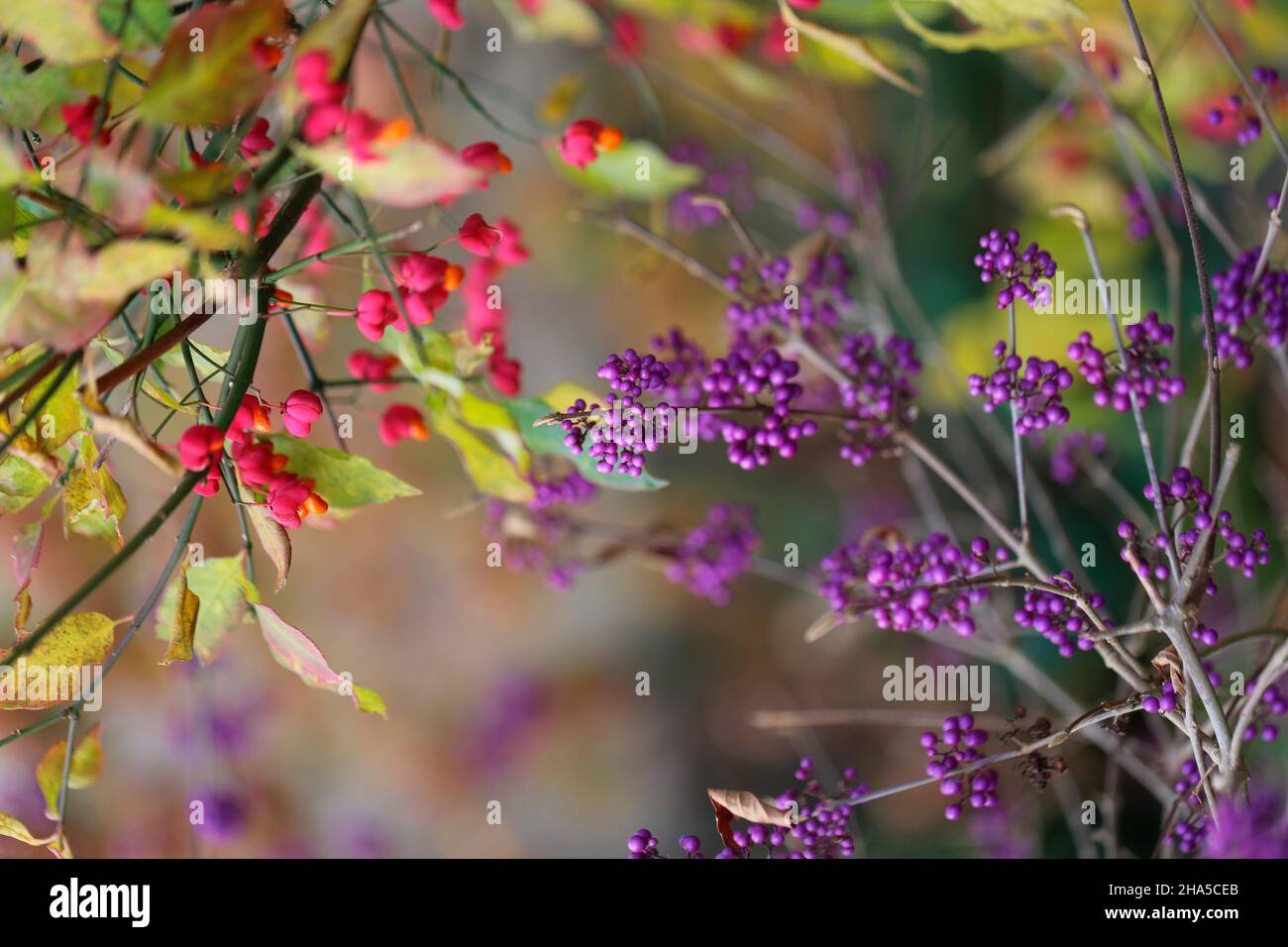 euonymus europeo (euonymus europaeus) e amore cespuglio perla, bel frutto (callicarpa bodinieri) con frutta Foto Stock