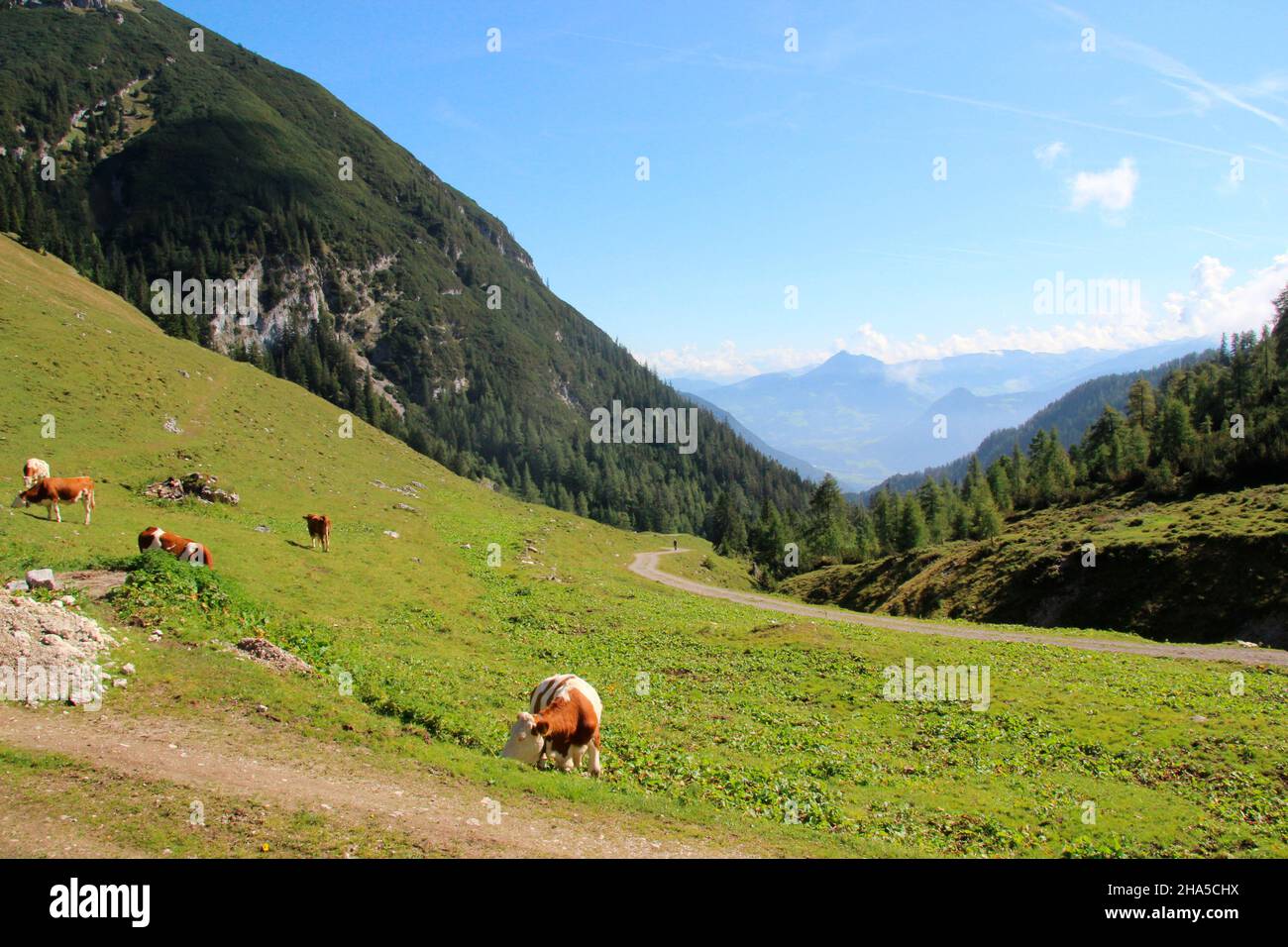 da achensee,maurach attraverso il weißenbachtal fino al weißenbachalm (1607m) mucche pascolo di fronte al pascolo alpino, tirolo, austria Foto Stock