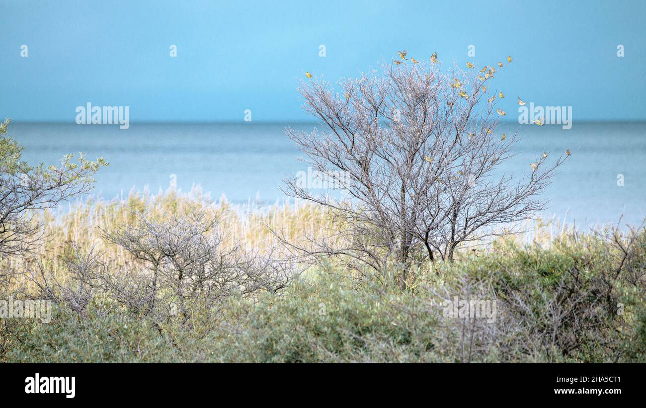 verdeggianti in un paesaggio autunnale costiero Foto Stock