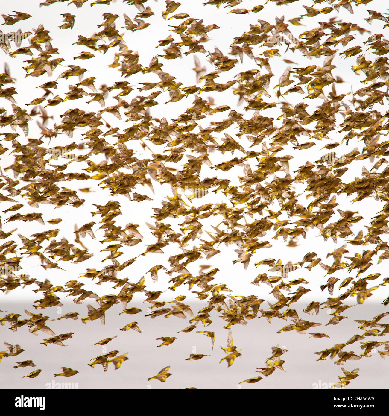 sciame di verdfinches astratto [m),immagine composta da diverse immagini individuali. Foto Stock