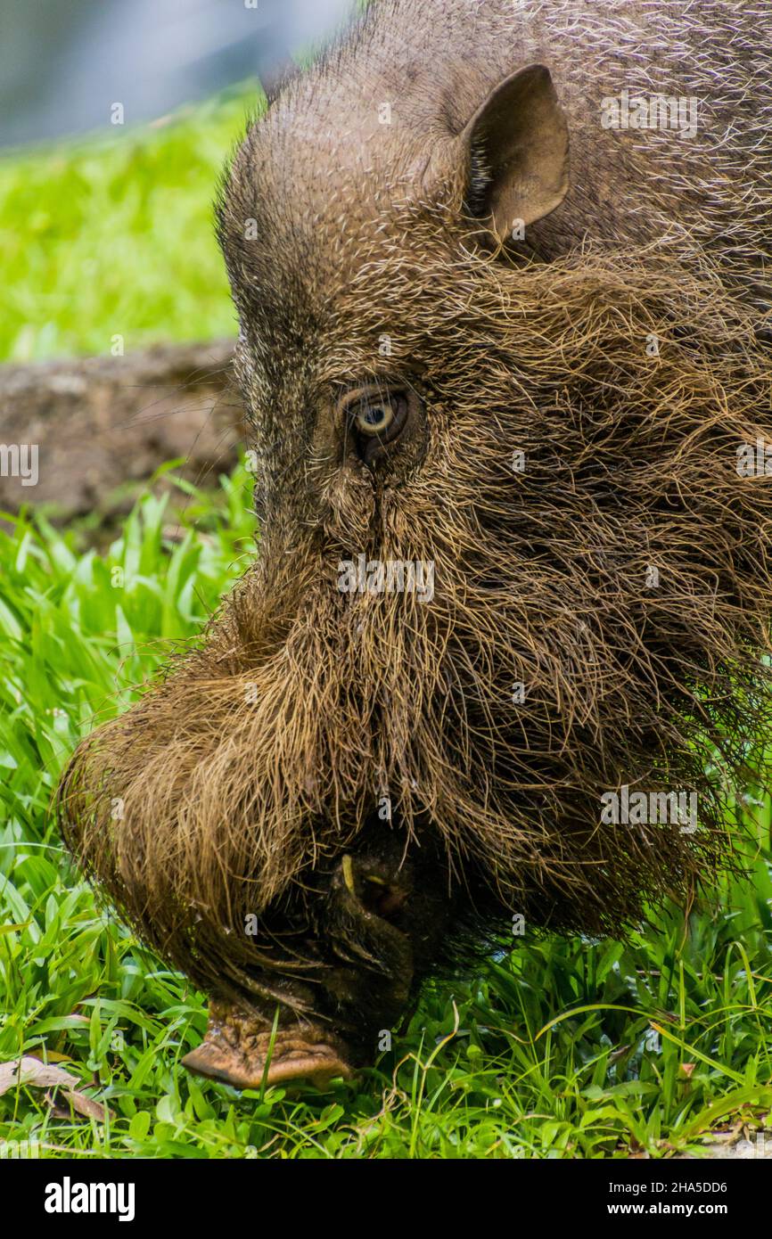 Bornean bearded suino Sus barbatus nel parco nazionale di Bako sull'isola del Borneo, Malesia Foto Stock