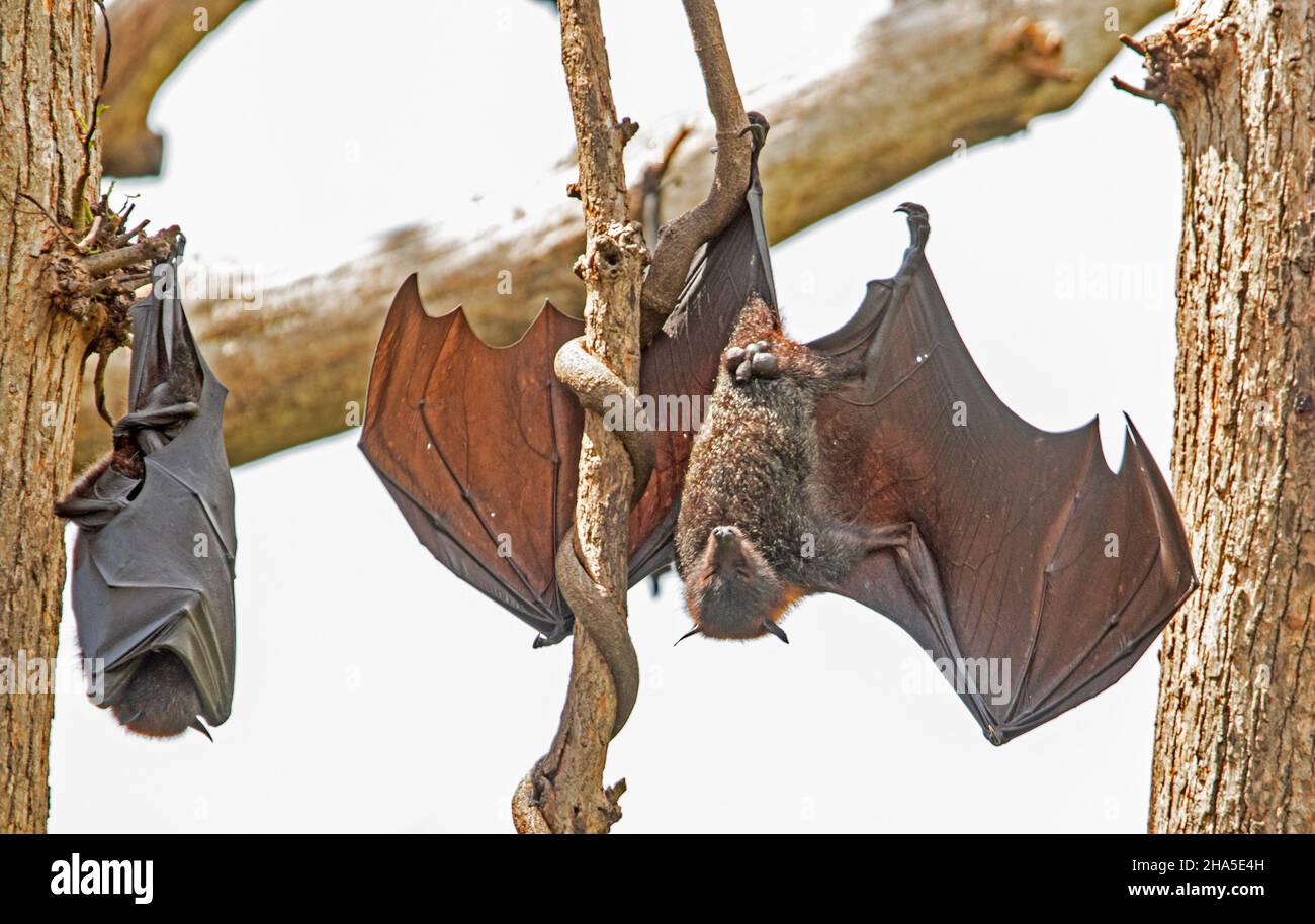 Volpe volante con testa grigia australiana / pipistrello di frutta, Pteropus poliocephalus, appeso al ramo di albero con ali estese e pronte per il volo Foto Stock