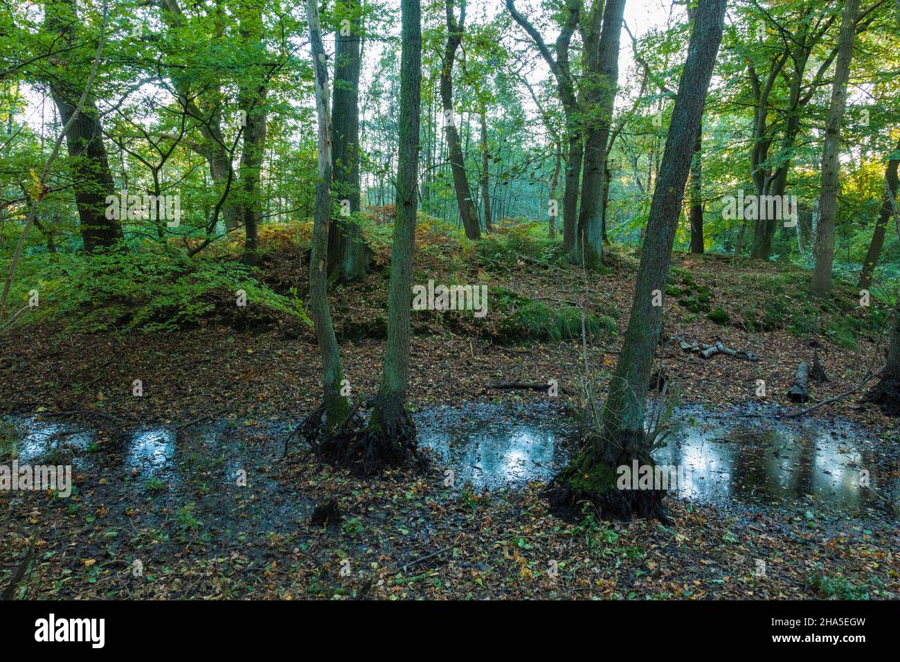 germania,langenfeld (renania),bergisches terra,niederbergisches terra,niederberg,renania,renania settentrionale-vestfalia,renania settentrionale-vestfalia,langenfeld-immigrato,motte flachenhof am blockbach,terreno monumento,nel medioevo turmhuegelburg e rovine del castello,foresta,area boschiva Foto Stock