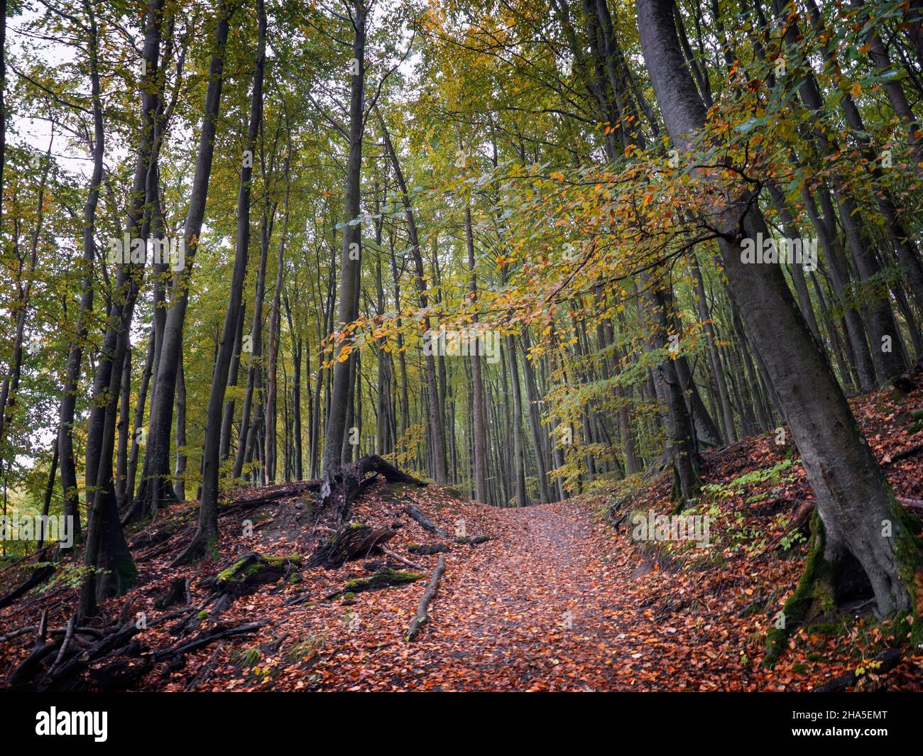 alberi sul sentiero dell'alta riva nel parco nazionale di jasmund Foto Stock
