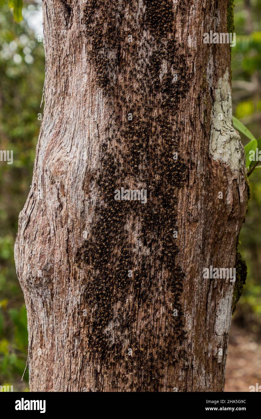 Termiti su un albero nel Parco Nazionale di Bako, Sarawak, Malesia Foto Stock