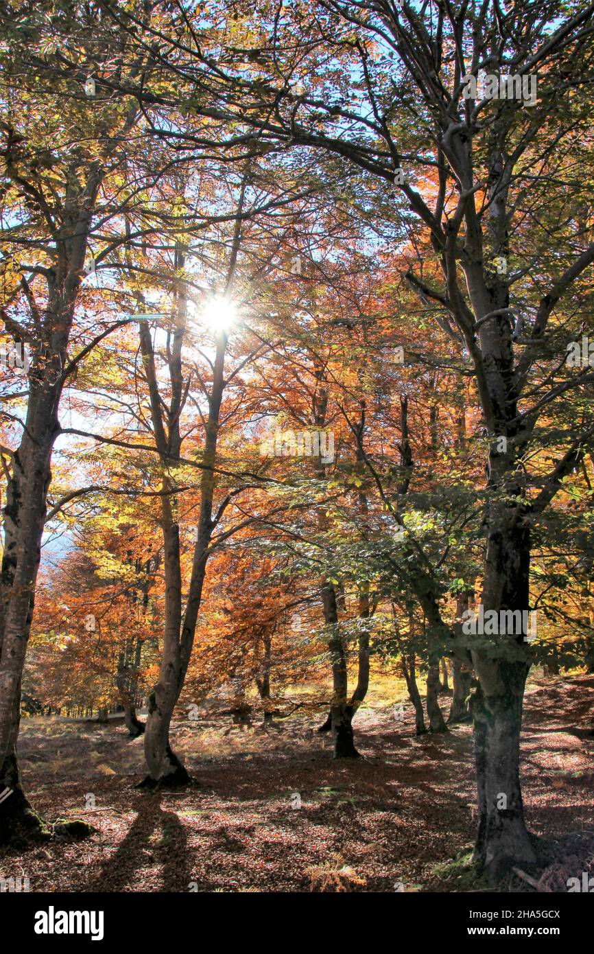 autunno alberi decidui in riva alla strada scolorire le loro foglie in tutti i colori, faggi, retroilluminazione, raggi del sole, mittenwald, germania, baviera, alta baviera, valle isar, Foto Stock