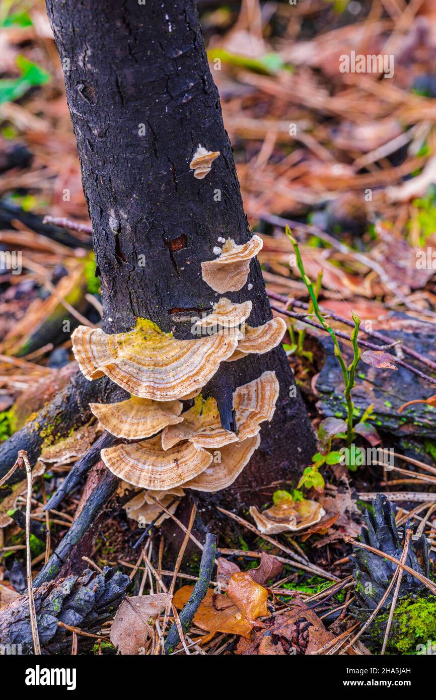 legno incantato e vegetazione fresca dopo un incendio boschivo Foto Stock