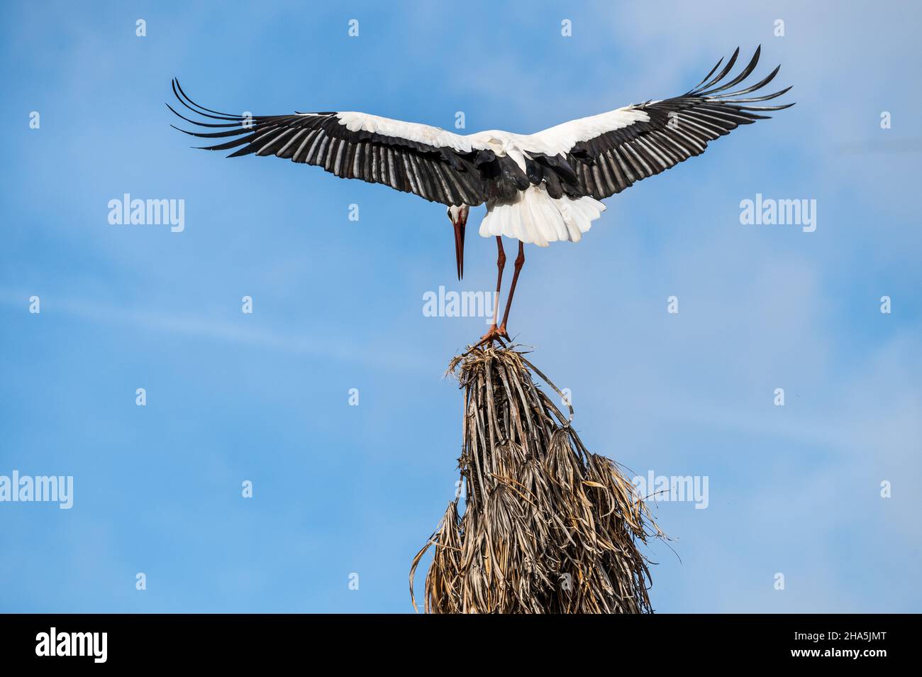 Una cicogna è visto atterrare in cima ad un albero durante un giorno di autunno Foto Stock