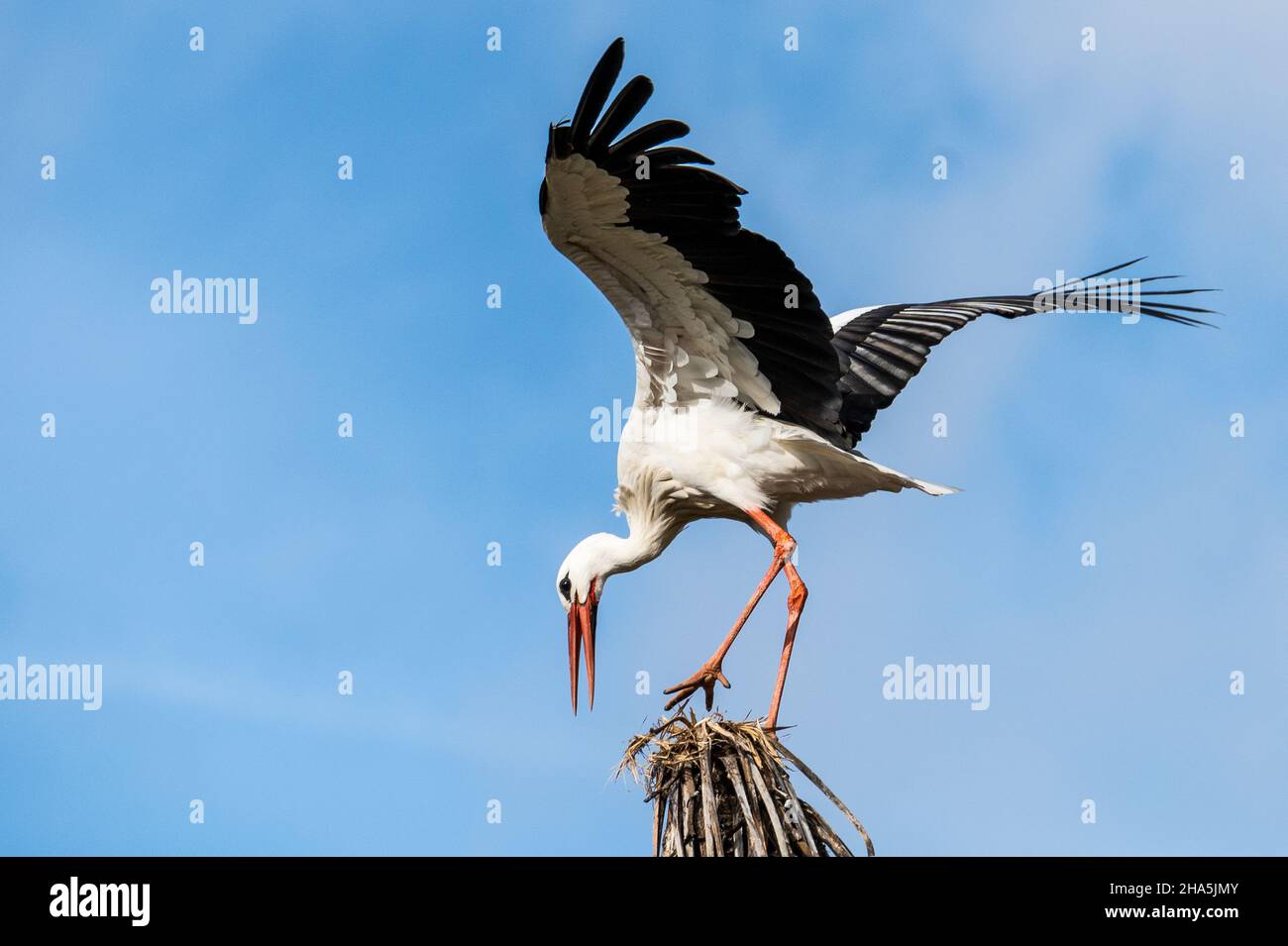 Una cicogna è visto atterrare in cima ad un albero durante un giorno di autunno Foto Stock