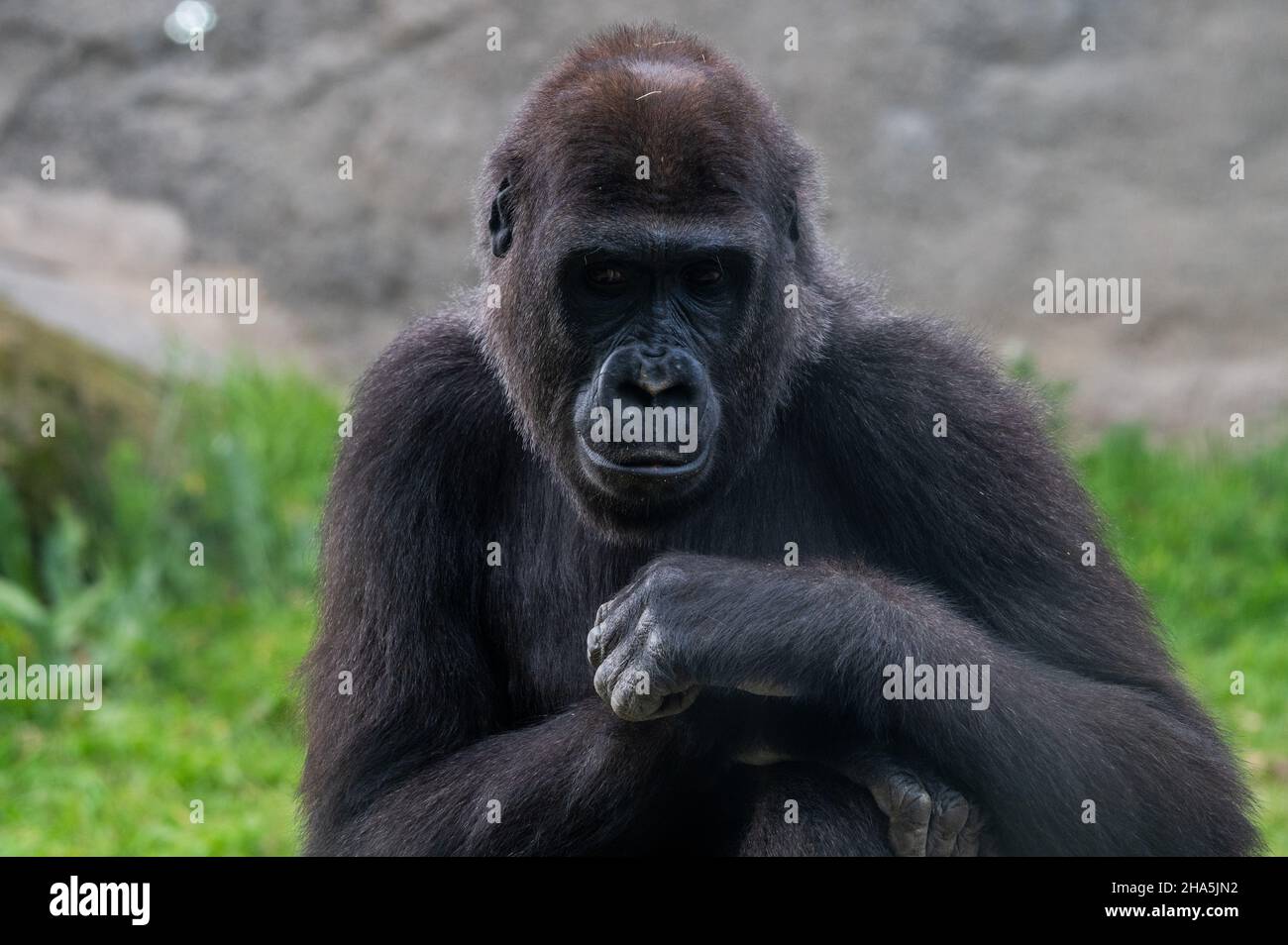 Un giovane gorilla si trova nel suo recinto allo Zoo di Madrid Foto Stock