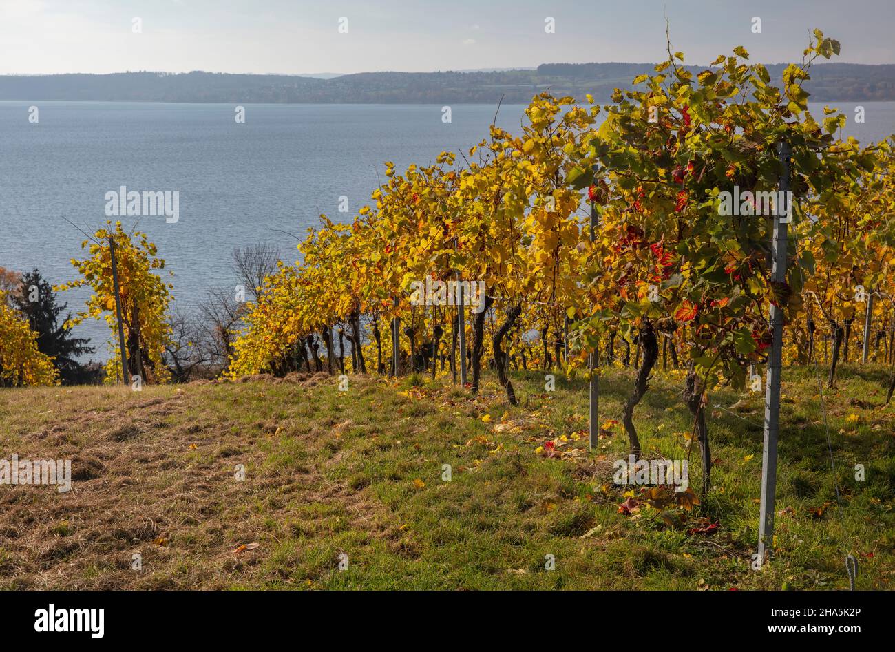 birnau, lago di costanza, autunno dorato, estate indiana, vigneti Foto Stock