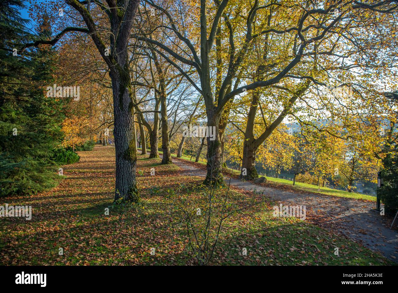 lago di costanza,mainau,isola,autunno dorato,estate indiana, Foto Stock