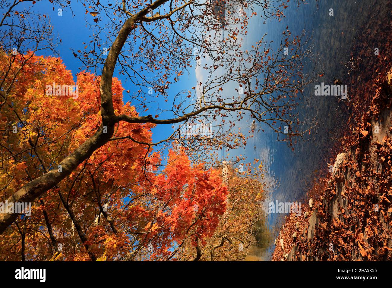 lago di costanza, mainau, autunno dorato, estate indiana, colori, splendore, fogliame Foto Stock