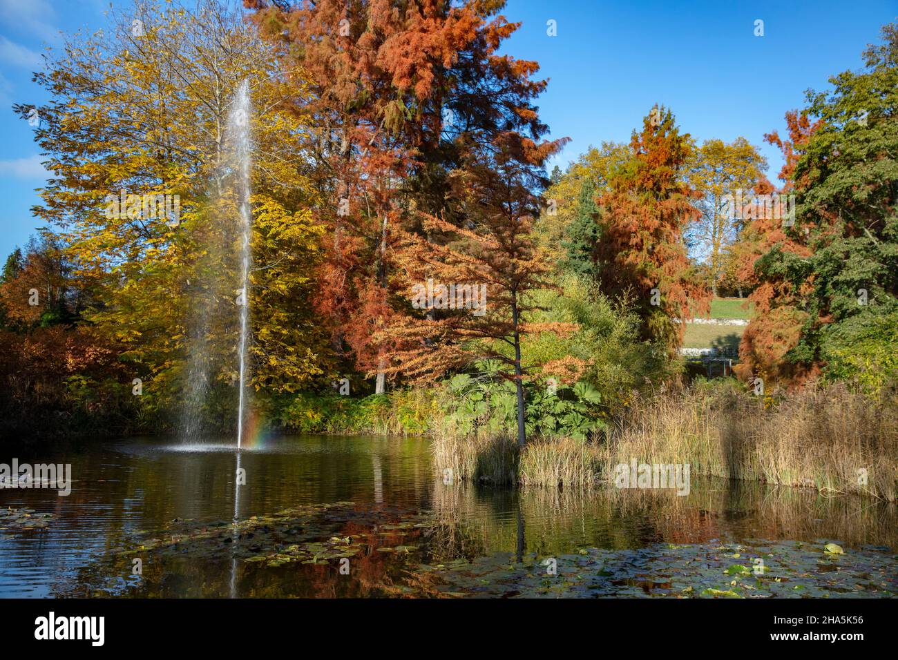 lago di costanza, mainau, autunno dorato, estate indiana, colori, splendore, fogliame Foto Stock