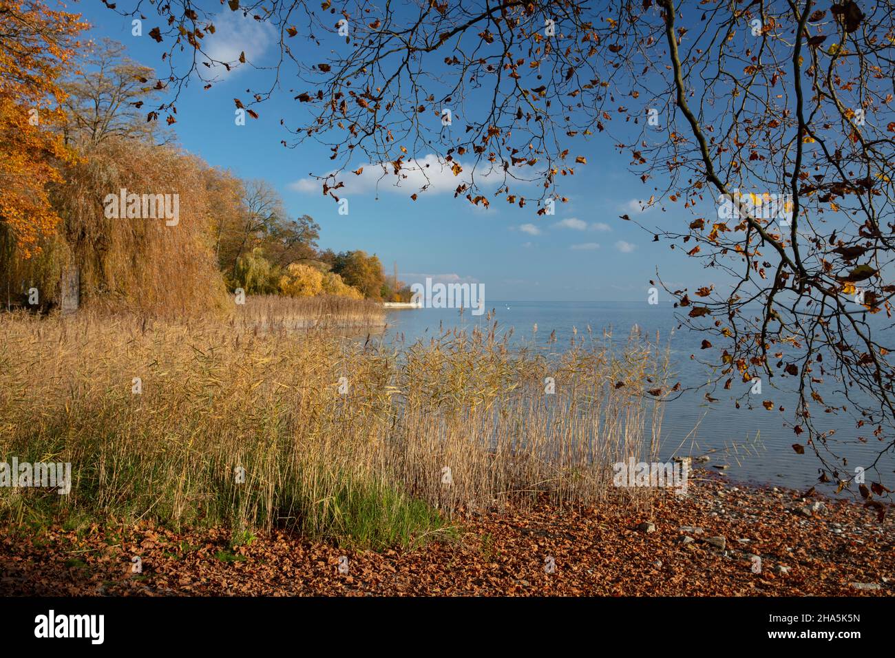 lago di costanza, mainau, autunno dorato, estate indiana, colori, splendore, fogliame Foto Stock