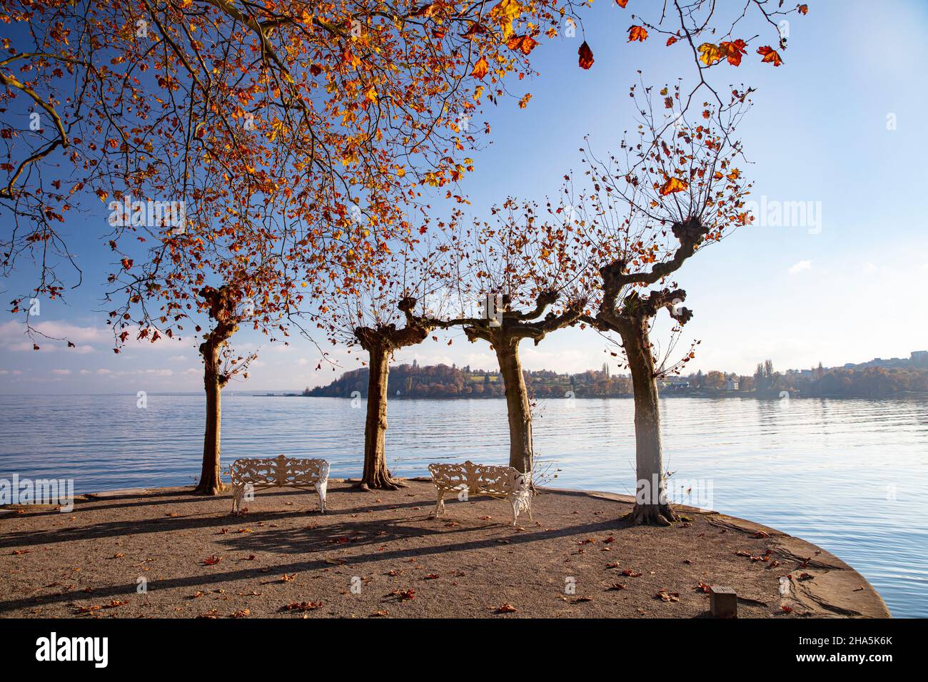 lago di costanza, mainau, autunno dorato, estate indiana, colori, splendore, fogliame Foto Stock