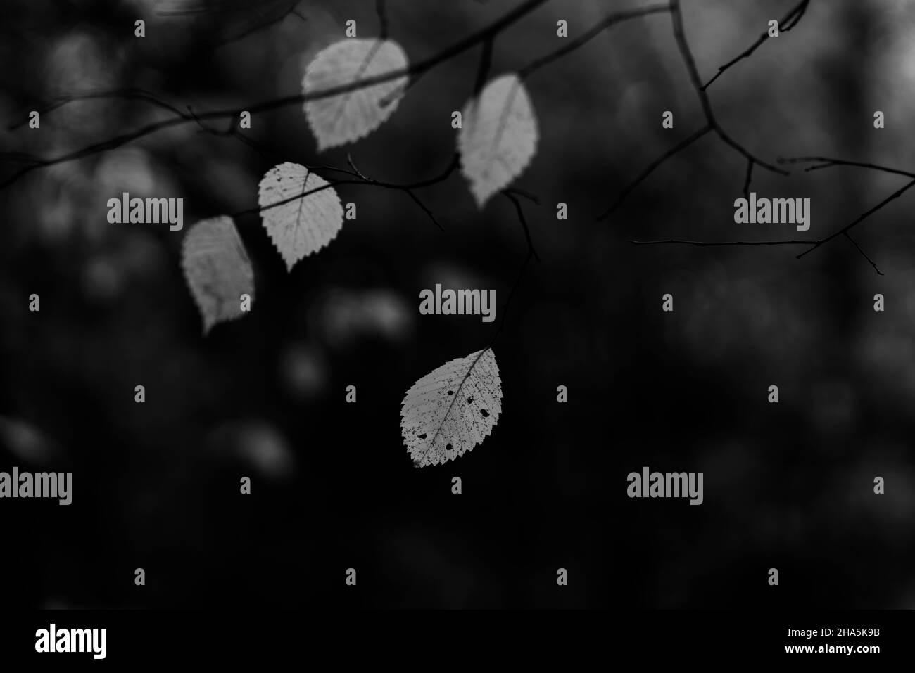ultimo singolo albero foglie in autunno su un albero, profondità di campo poco profonda, nitidezza selettiva, bello bokeh morbido, bianco e nero Foto Stock