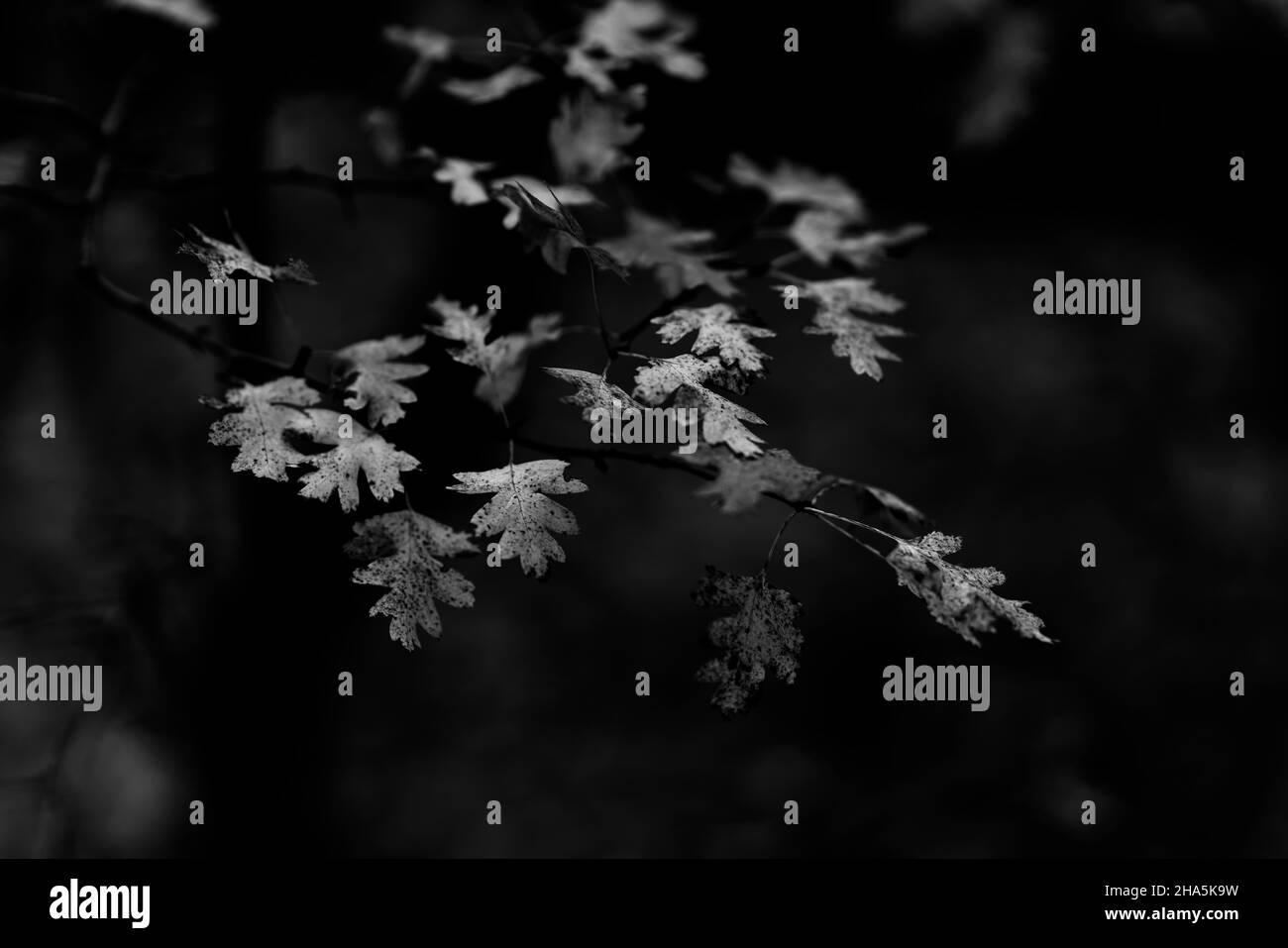 foglie di albero scolorite su un albero giovane in autunno, profondità di campo molto bassa, nitidezza selettiva, bokeh morbido, bianco e nero Foto Stock