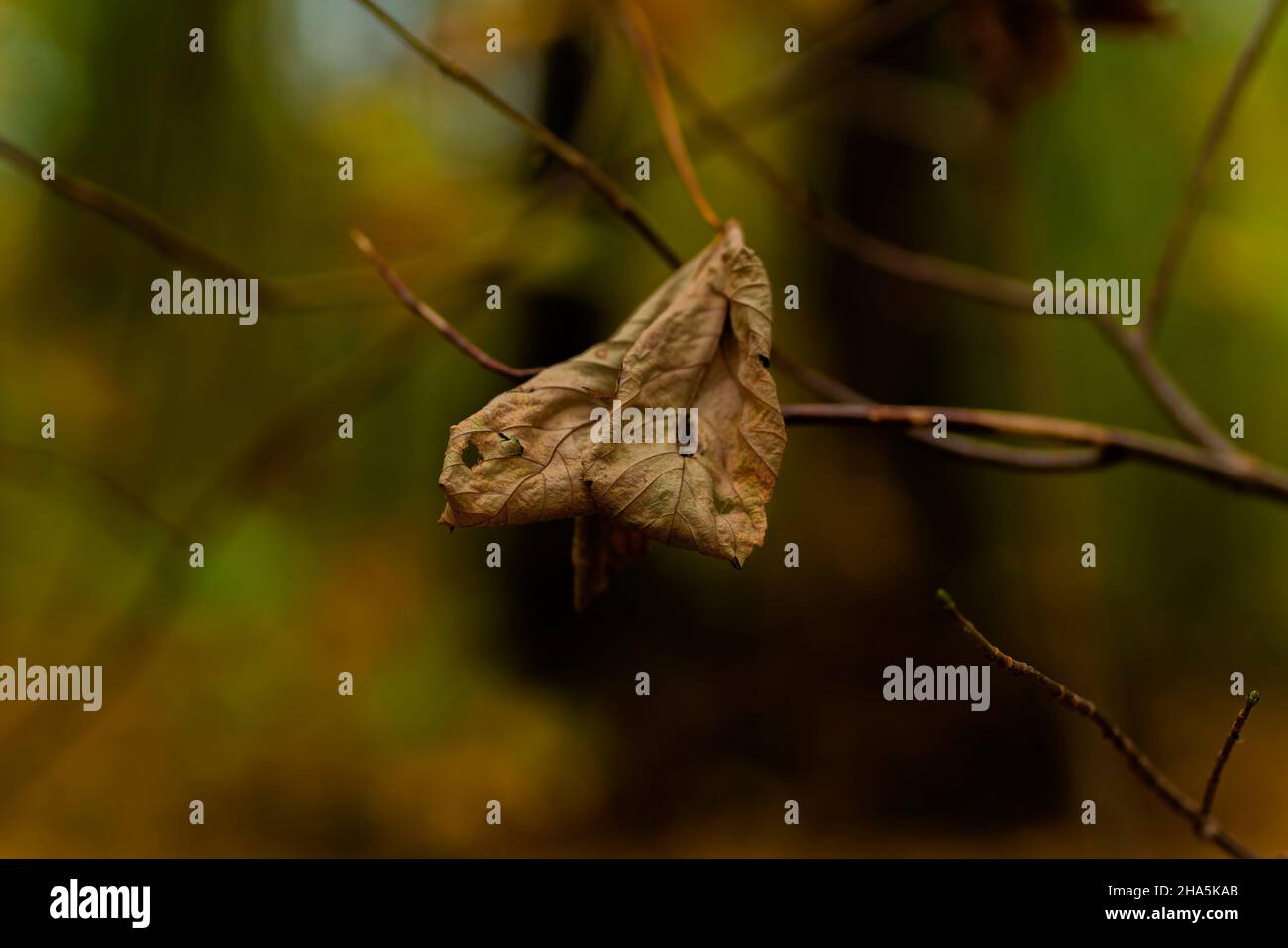 in autunno, una foglia singola è appesa su un albero giovane, profondità di campo poco profonda, bokeh morbido bello Foto Stock