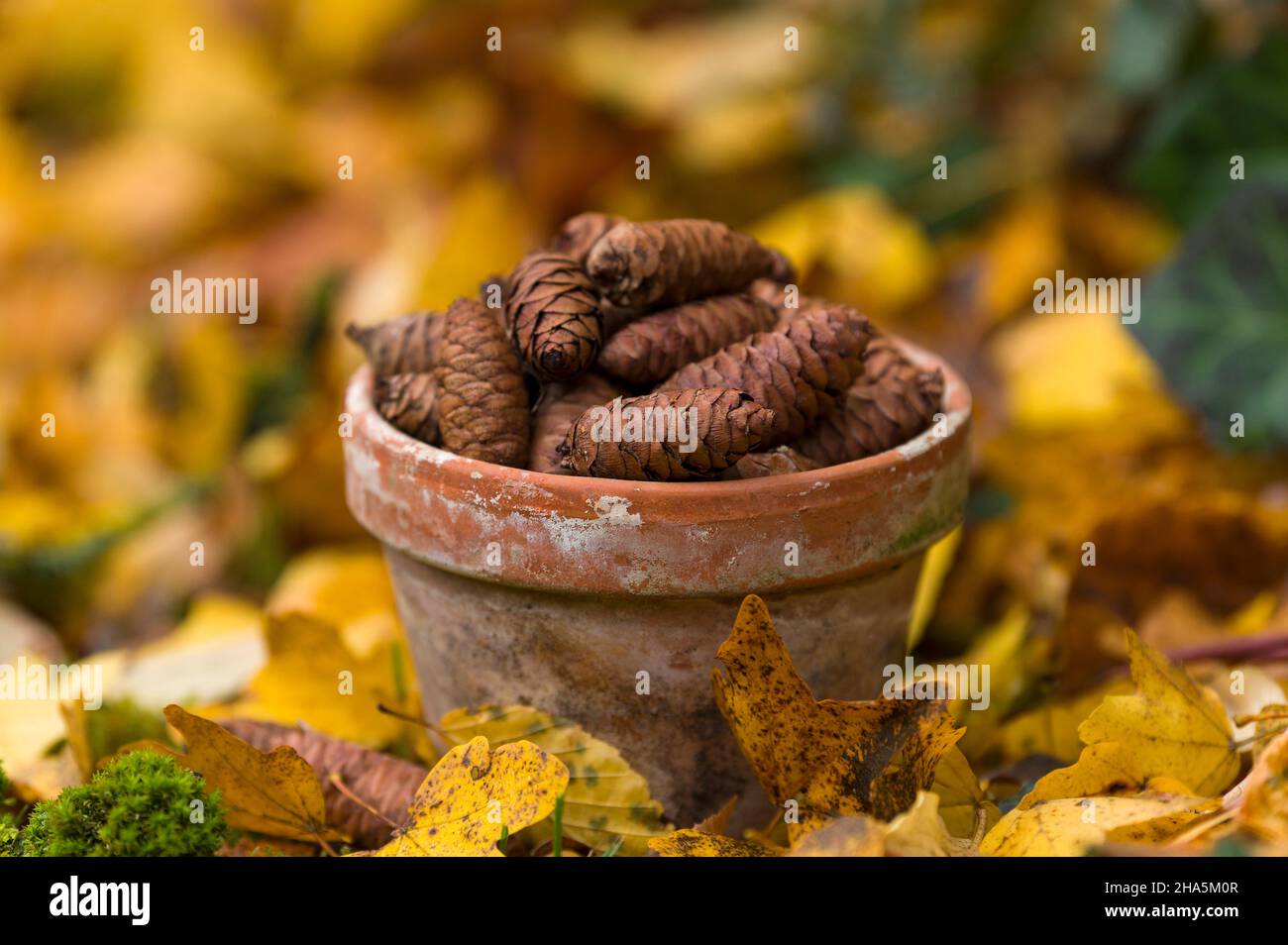 raccolti coni di abete serbo (picea omorika) in una pentola di fiori stagionato, foglie d'autunno, la vita morta in giardino Foto Stock
