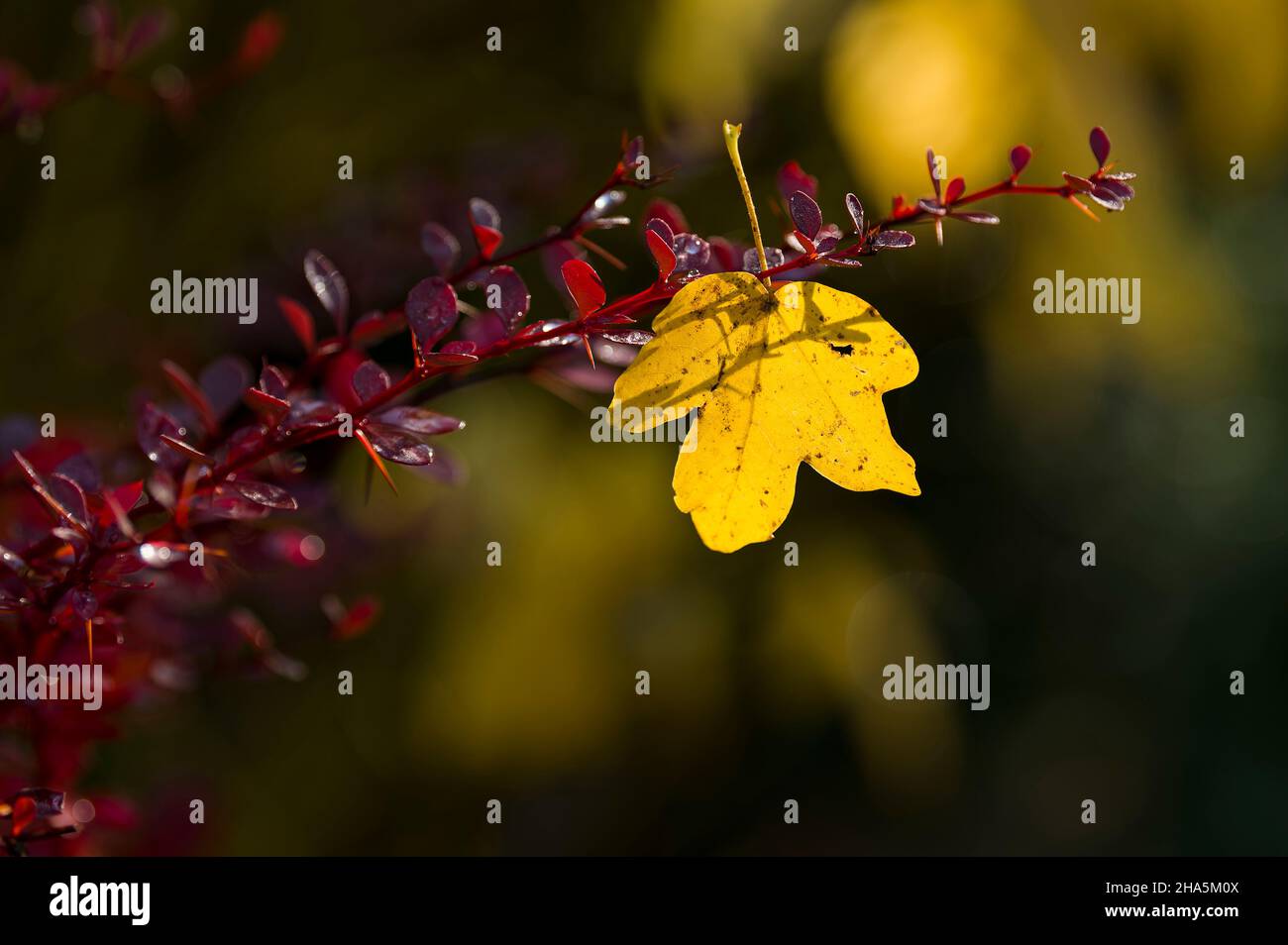 una foglia di acero giallo è appesa nei rami a foglia rossa di un barbacca (berberberi), colorati colori autunnali, retroilluminazione, atmosfera autunnale, germania Foto Stock
