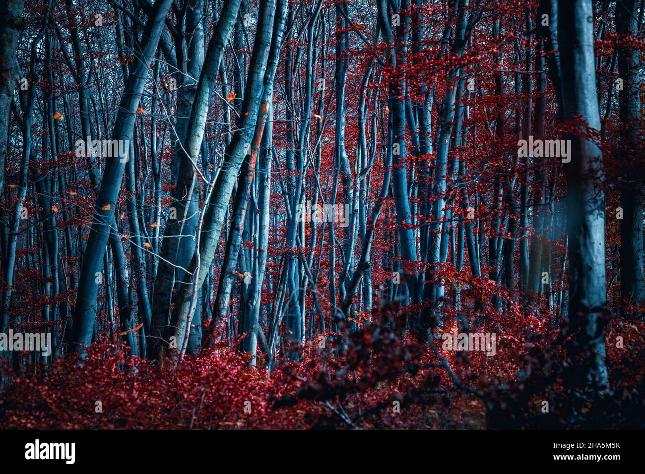 mistica foresta fiabesca in autunno con foglie rosse Foto Stock