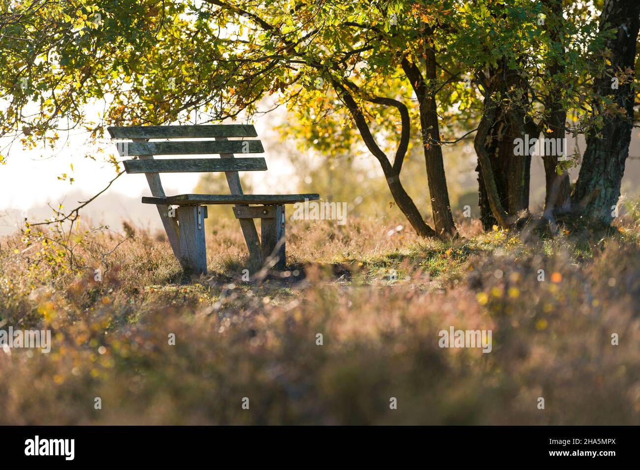 panchina sotto un gruppo di alberi sul sentiero escursionistico sul totengrund, umore autunnale, luce posteriore, riserva naturale vicino a wilsede vicino bispisen, parco naturale lüneburg heath, germania, bassa sassonia Foto Stock