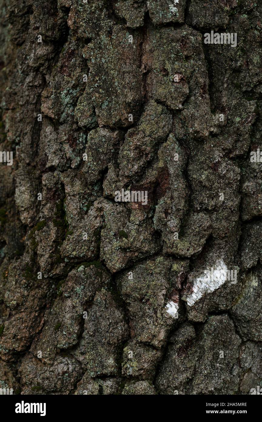 corteccia scura, solcata e coperta di lichen di una vecchia betulla nel büsenbachtal, vicino a handeloh, parco naturale di lüneburg heath, germania, bassa sassonia Foto Stock