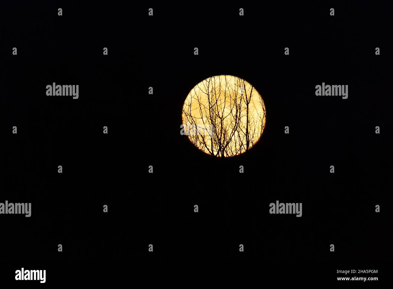 la luna brilla dietro i rami nudi di un albero,småland,svezia Foto Stock