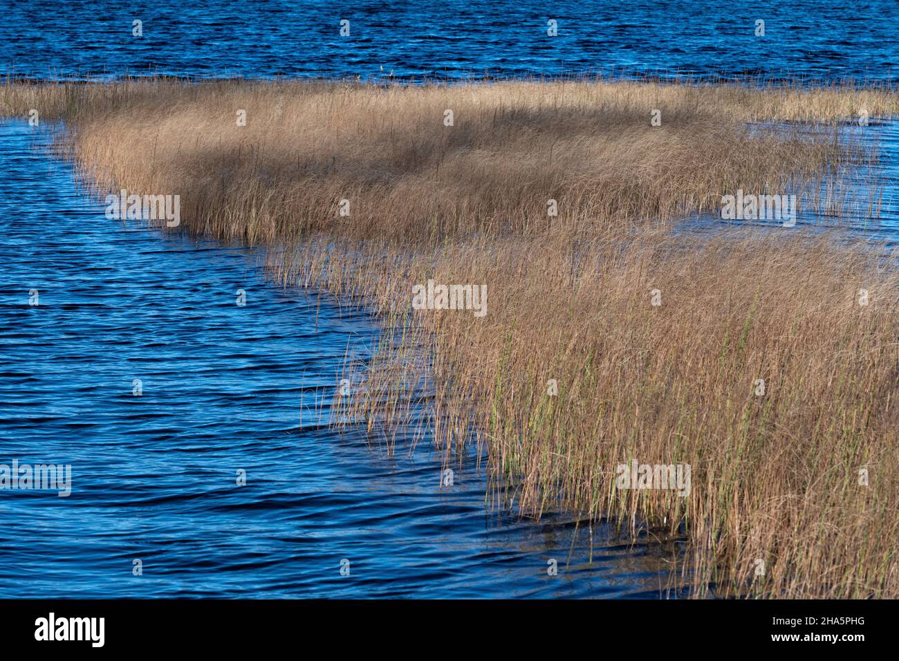 canne in un lago vicino a dorotea,västerbottens län,lapponia,svezia Foto Stock