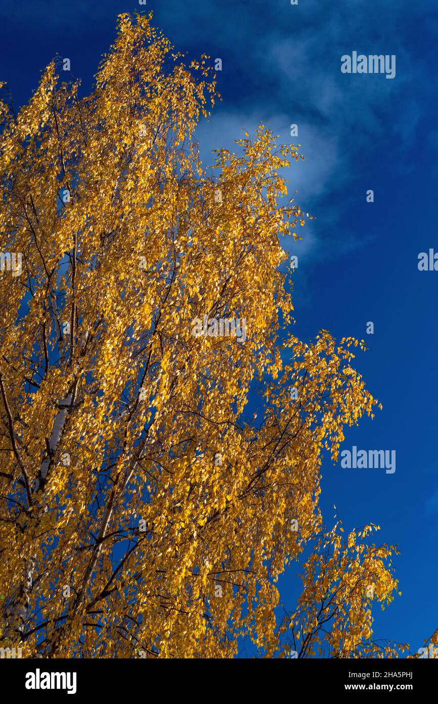 colori autunnali su un albero di betulla contro un cielo blu,vilhelmina,västerbottens län,lapponia,svezia Foto Stock