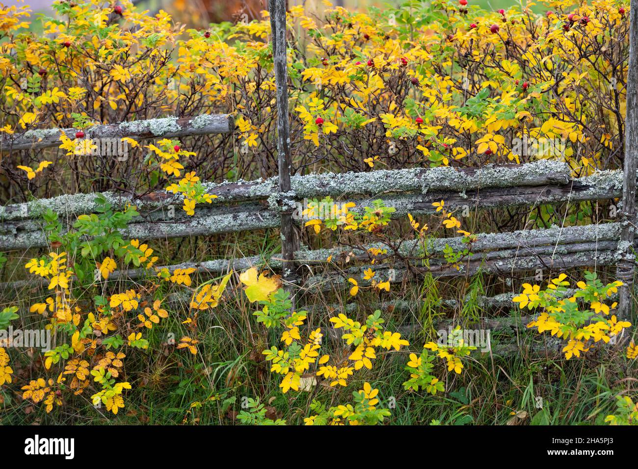 vecchia recinzione con siepe rosa in autunno,tällberg,dalarna,svezia Foto Stock