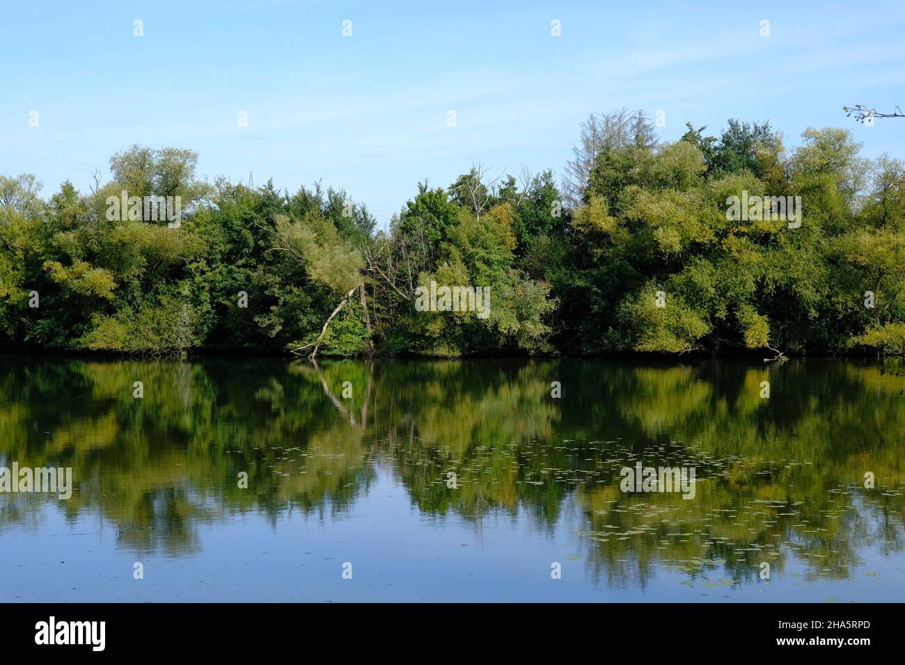 stagni di cava vicino a dörfleins, parte del progetto di vita natura alta valle principale, città di hallstadt, distretto di bamberg, alta franconia, franconia, baviera, germania Foto Stock