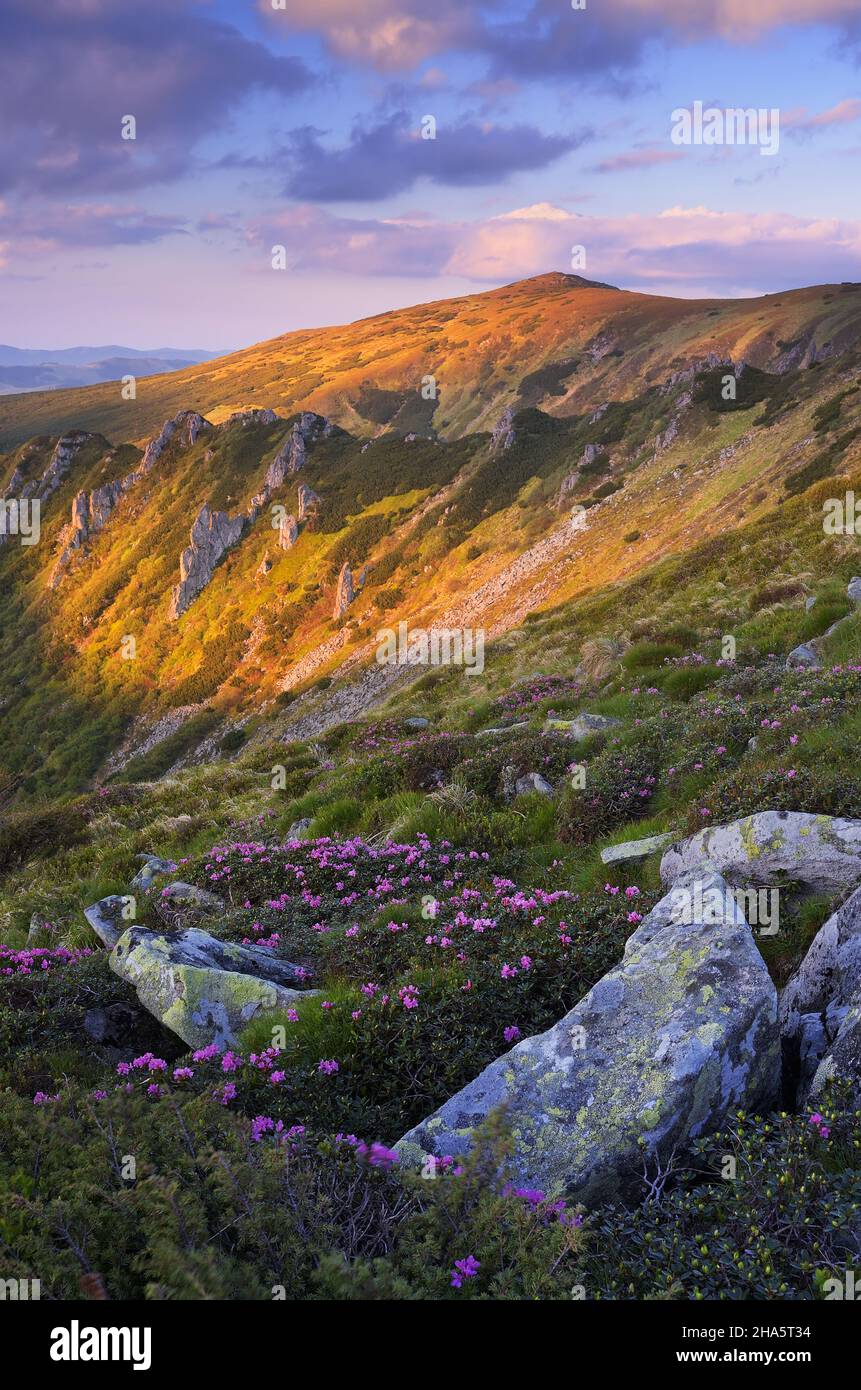 Paesaggio di montagna in una serata estiva con fiori rosa Foto Stock