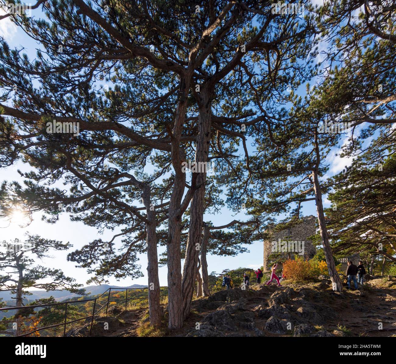 mödling,naturpark föhrenberge (parco naturale di föhrenberge),schwarzer turm (torre nera),alberi di pino austriaco (pino nero, pinus nigra) a wienerwald,boschi di vienna,niederösterreich / bassa austria,austria Foto Stock