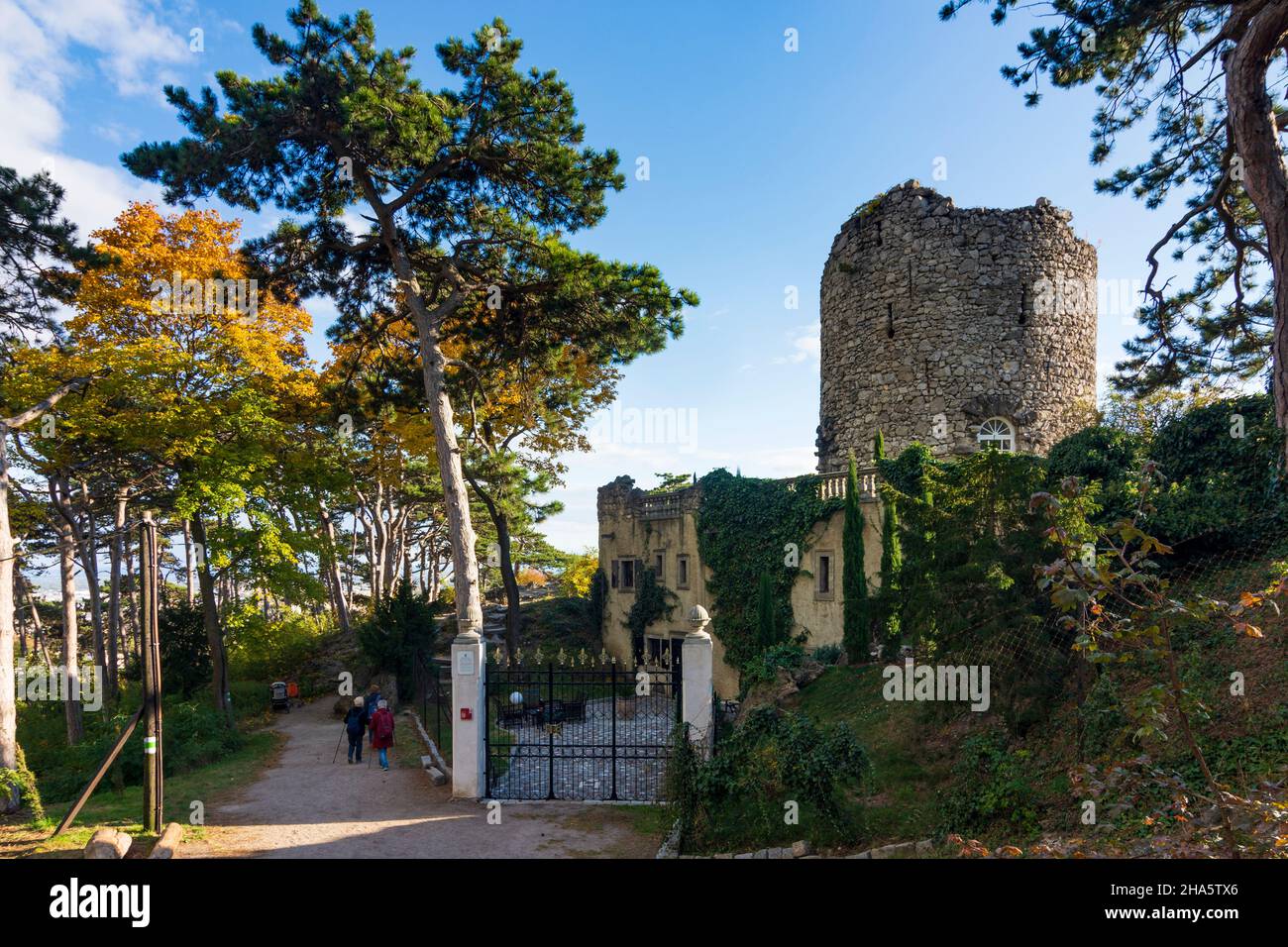 mödling,naturpark föhrenberge (parco naturale di föhrenberge),schwarzer turm (torre nera),alberi di pino austriaco (pino nero, pinus nigra) a wienerwald,boschi di vienna,niederösterreich / bassa austria,austria Foto Stock