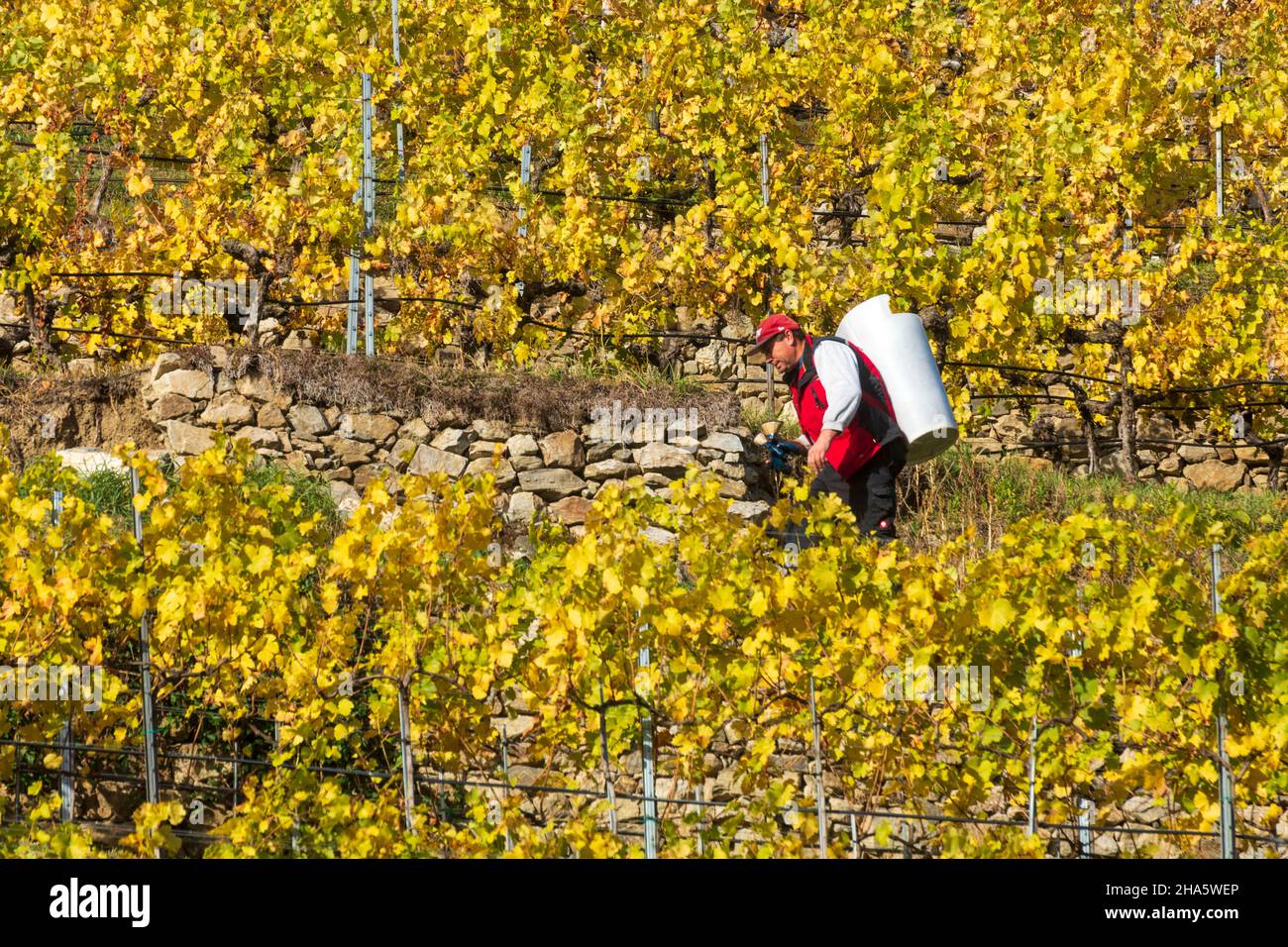 weißenkirchen in der wachau, vigneto, uomo con scatola di vino alla vendemmia a wachau,niederösterreich / bassa austria,austria Foto Stock