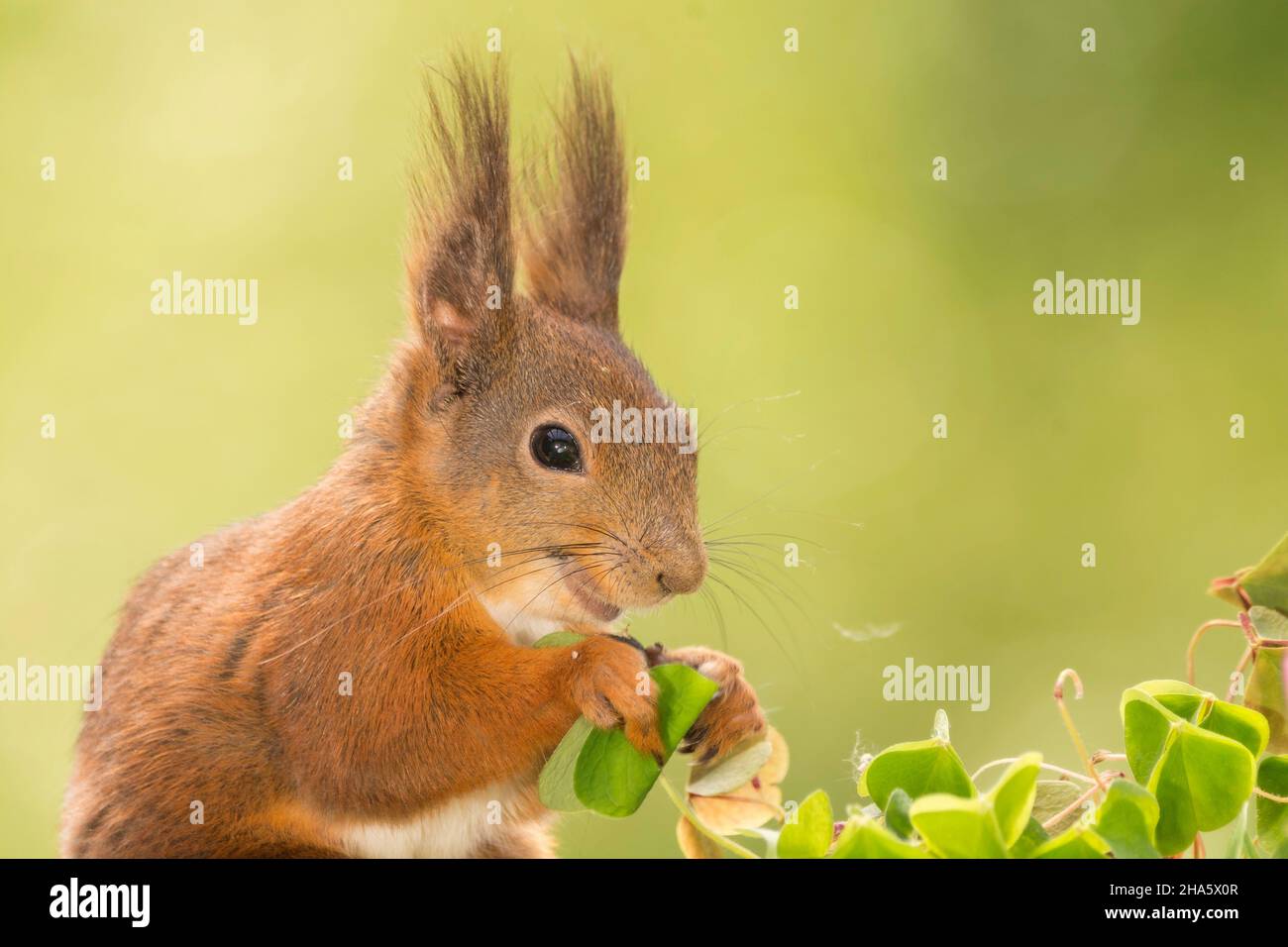 profilo e primo piano di scoiattolo rosso con un sorriso che tiene una foglia di trifoglio Foto Stock