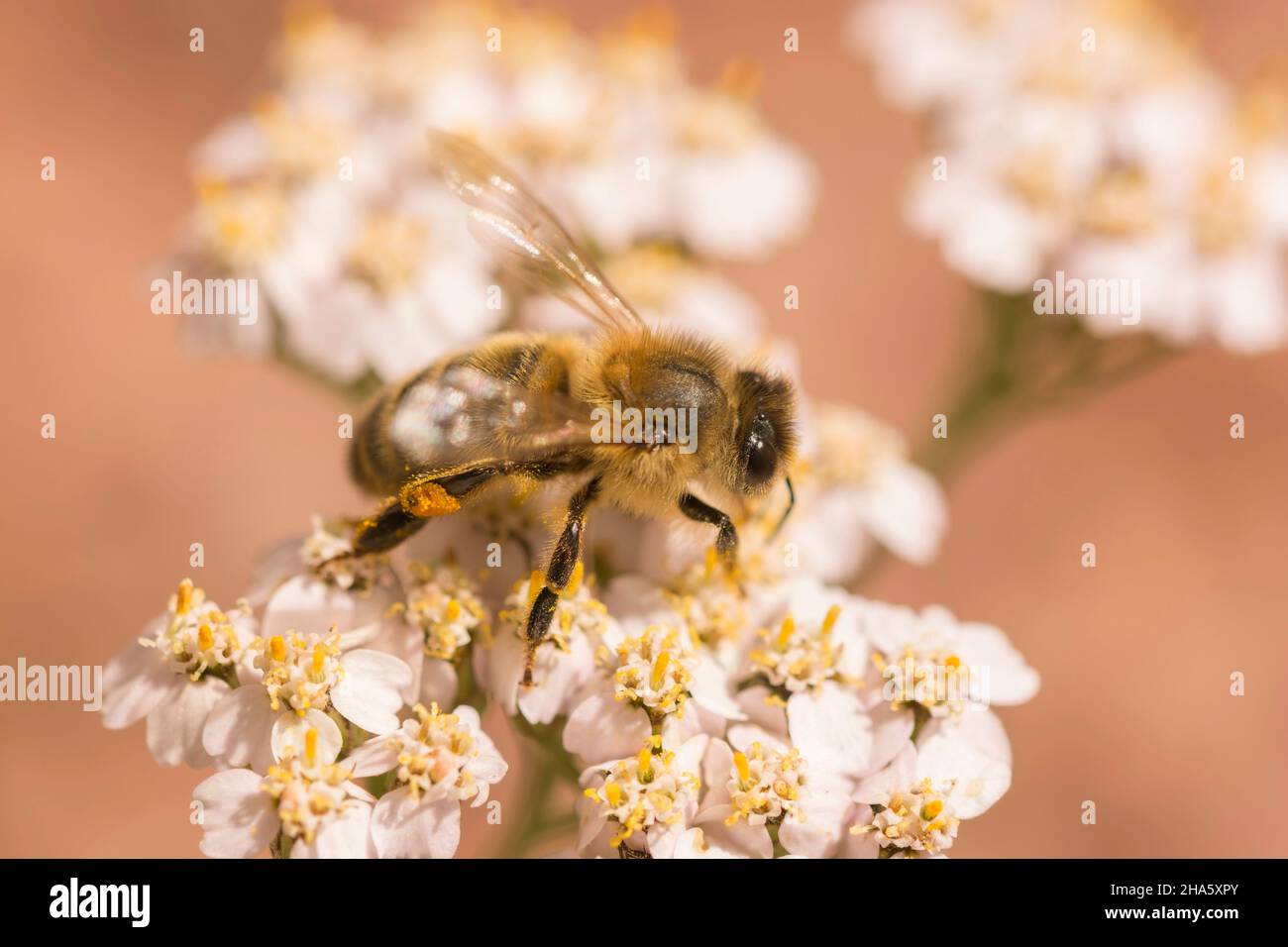 ape su fiori con nettare Foto Stock