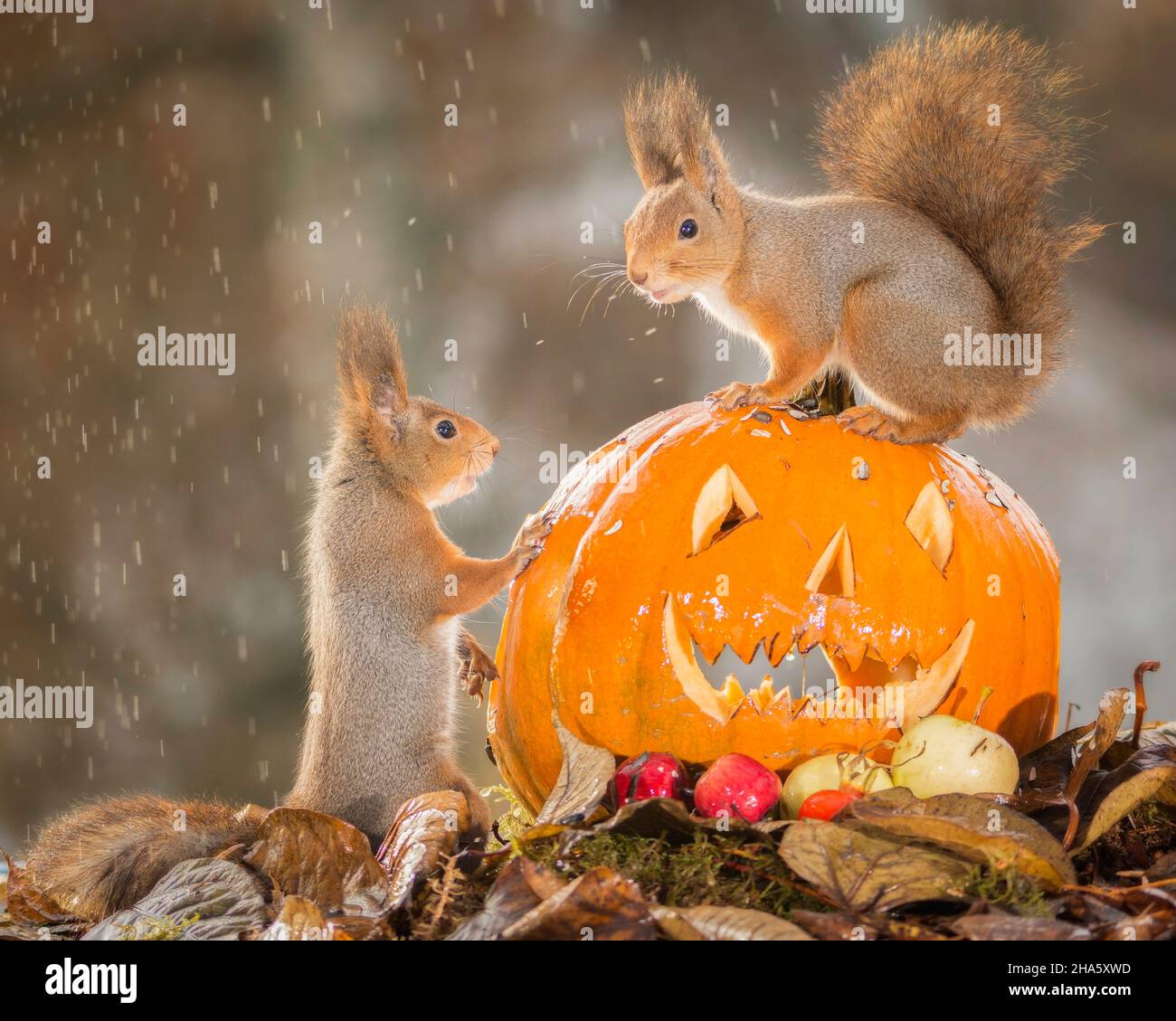 scoiattoli rossi con testa di zucca e pioggia di litle Foto Stock